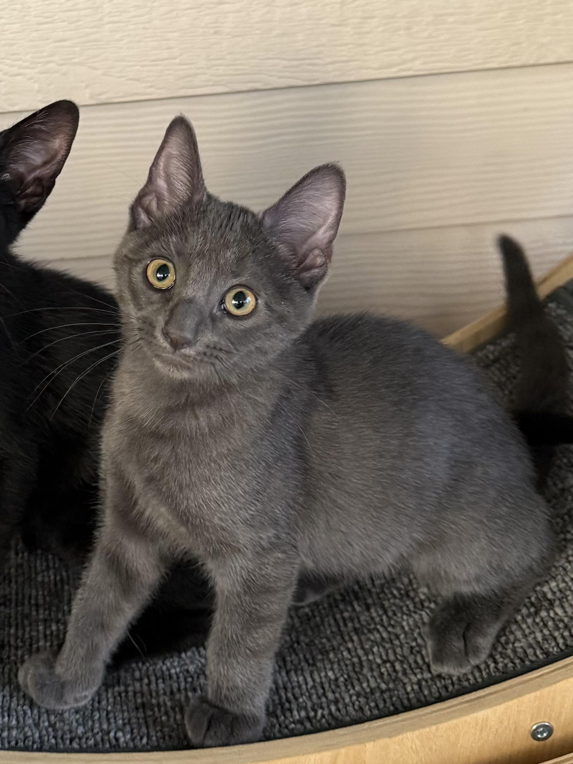 Sprinkles, Young Female Russian Blue