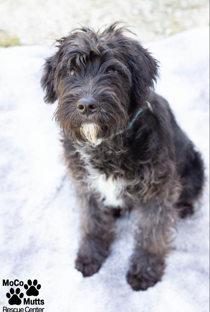 Enlarge Maverick , an adopted mixed breed in Sunbright, TN image 2/2
