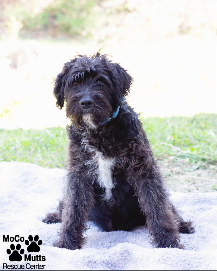Enlarge Maverick , an adopted mixed breed in Sunbright, TN image 1/2