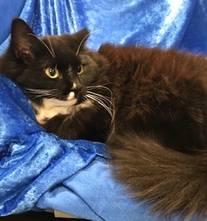 Enlarge Suzanna, a Adoptable Maine Coon in Gainesville, FL image 1/3