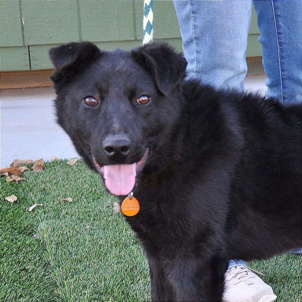 Colby, Adoptable, Young Male Mixed Breed.