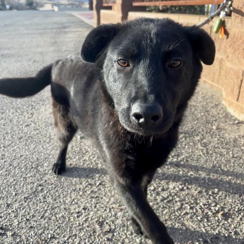 Enlarge Colby, a Adoptable Mixed Breed in Prescott, AZ image 3/6