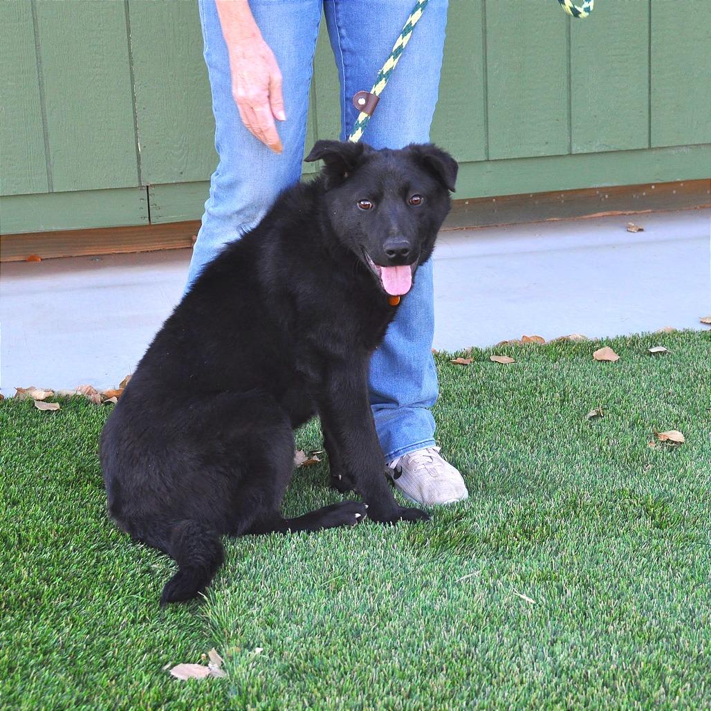 Enlarge Colby, a Adoptable Mixed Breed in Prescott, AZ image 4/6