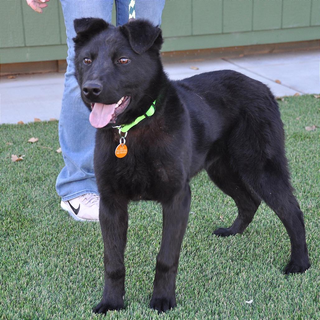 Enlarge Colby, a Adoptable Mixed Breed in Prescott, AZ image 6/6