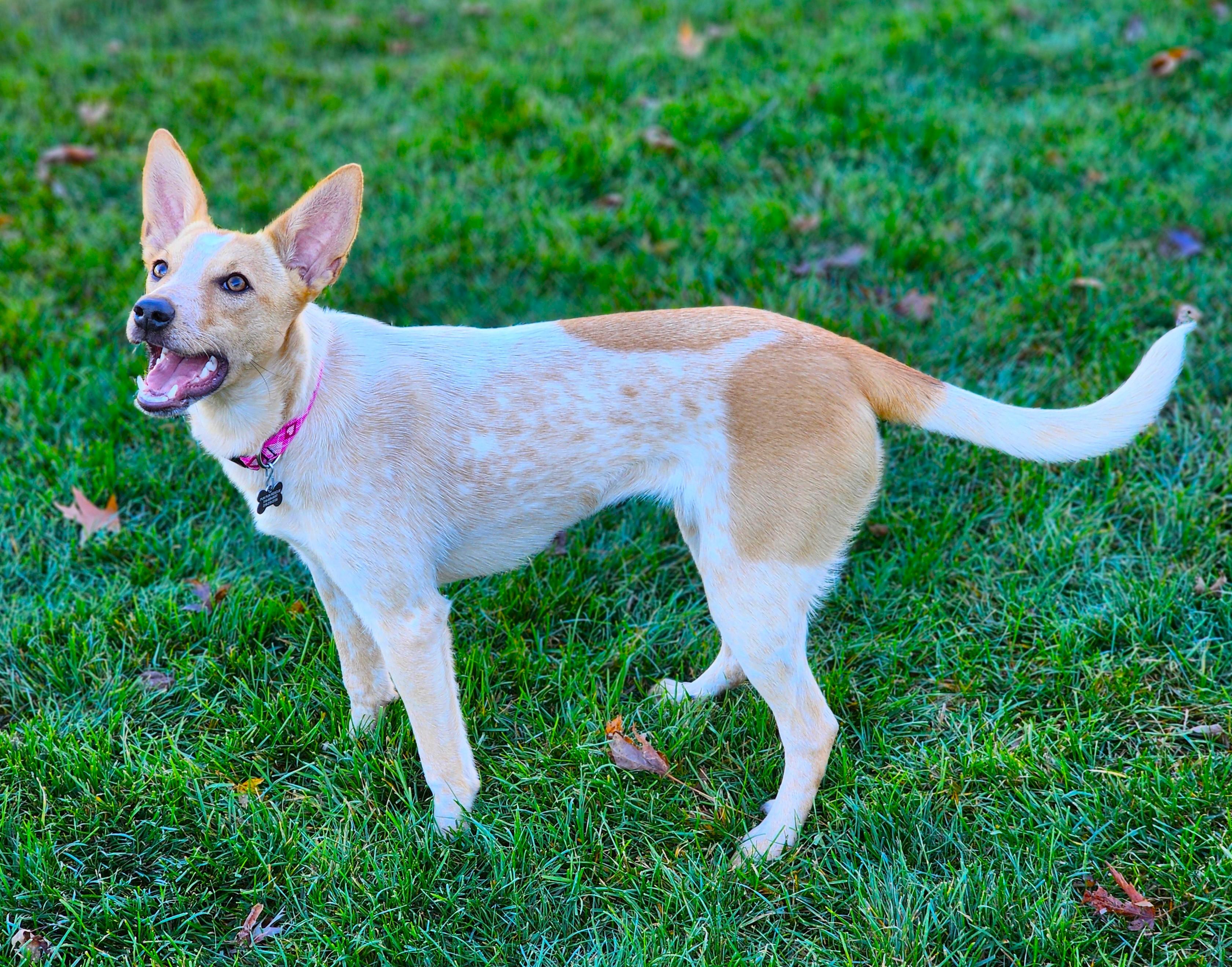Roux, Adoptable, Young Female Australian Cattle Dog / Blue Heeler.