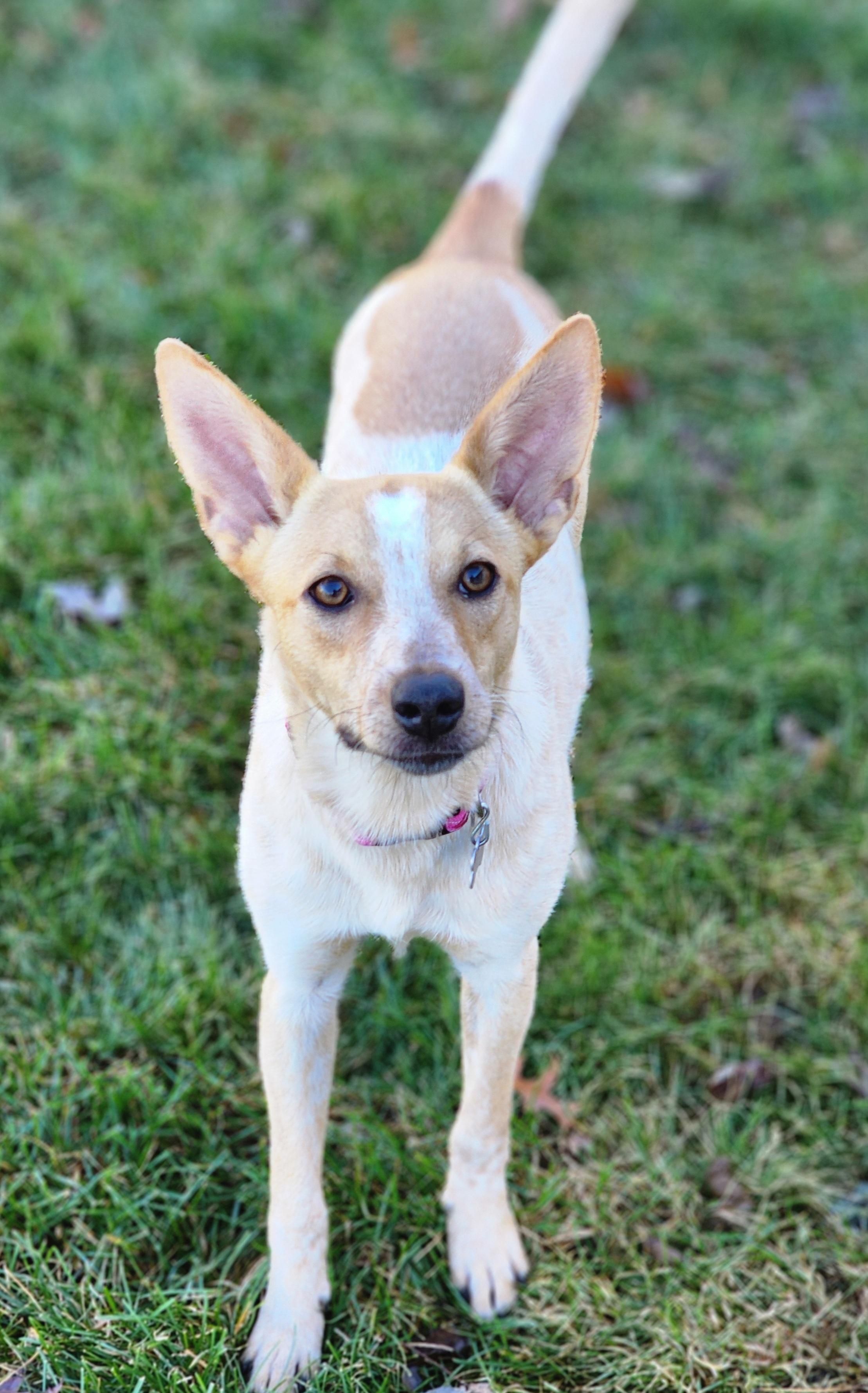Enlarge Roux, a Adoptable mixed breed in Lisbon, IA image 2/5