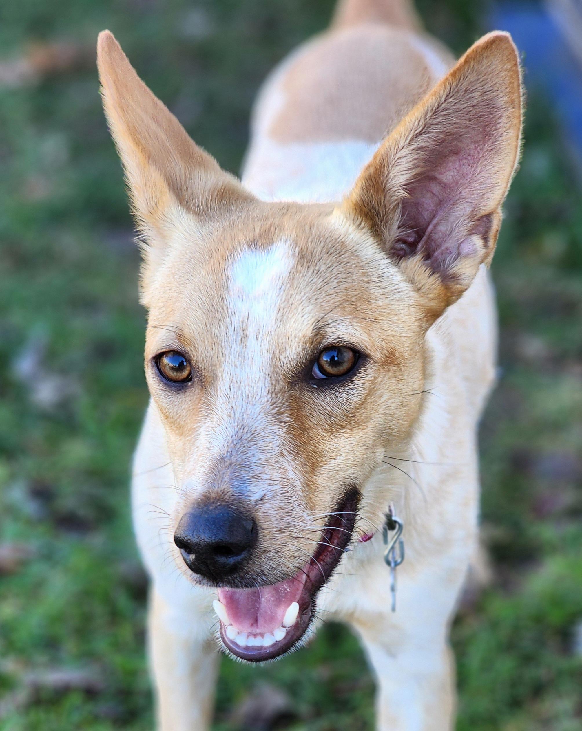 Enlarge Roux, a Adoptable mixed breed in Lisbon, IA image 3/5