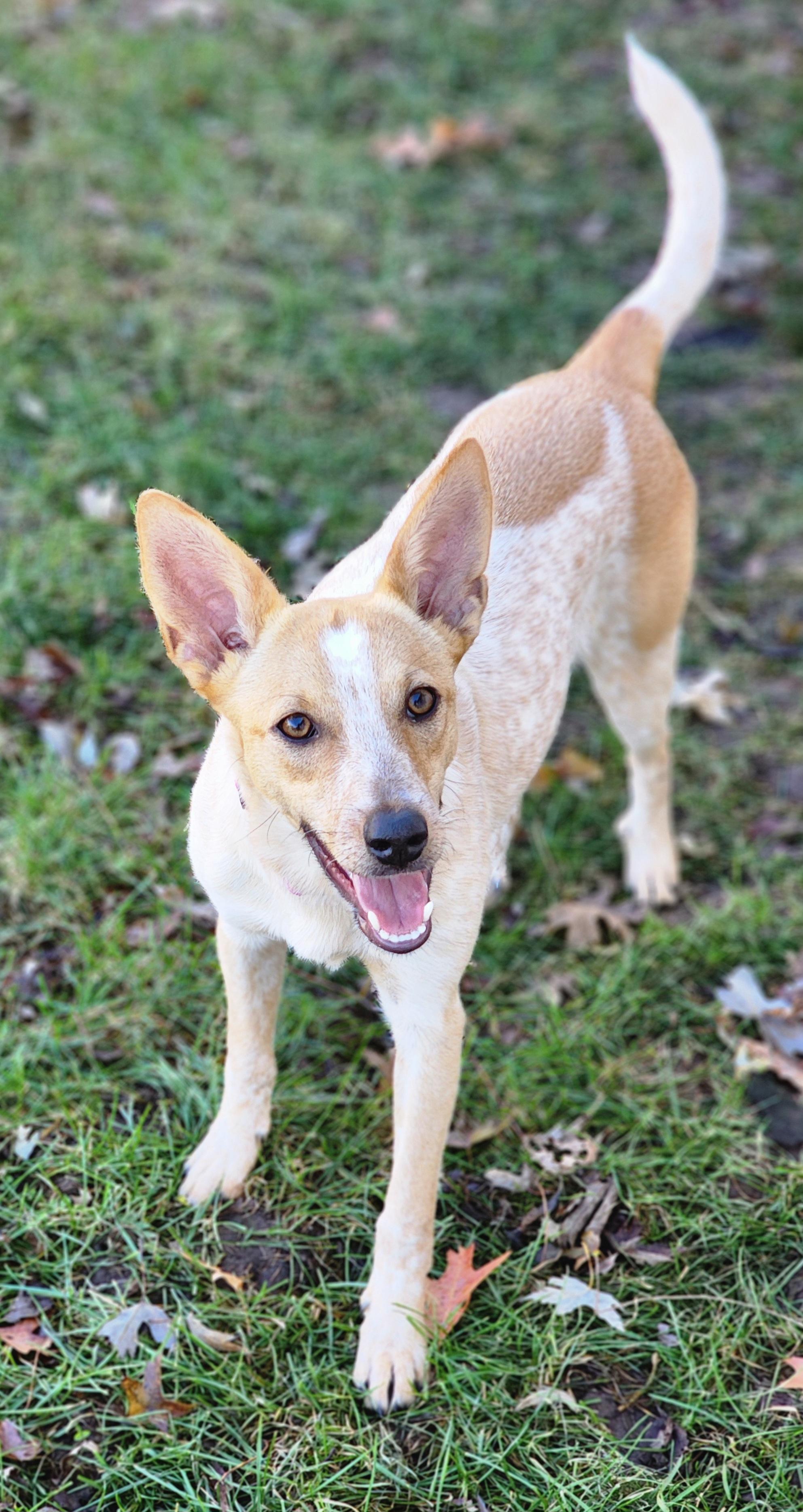 Enlarge Roux, a Adoptable mixed breed in Lisbon, IA image 4/5