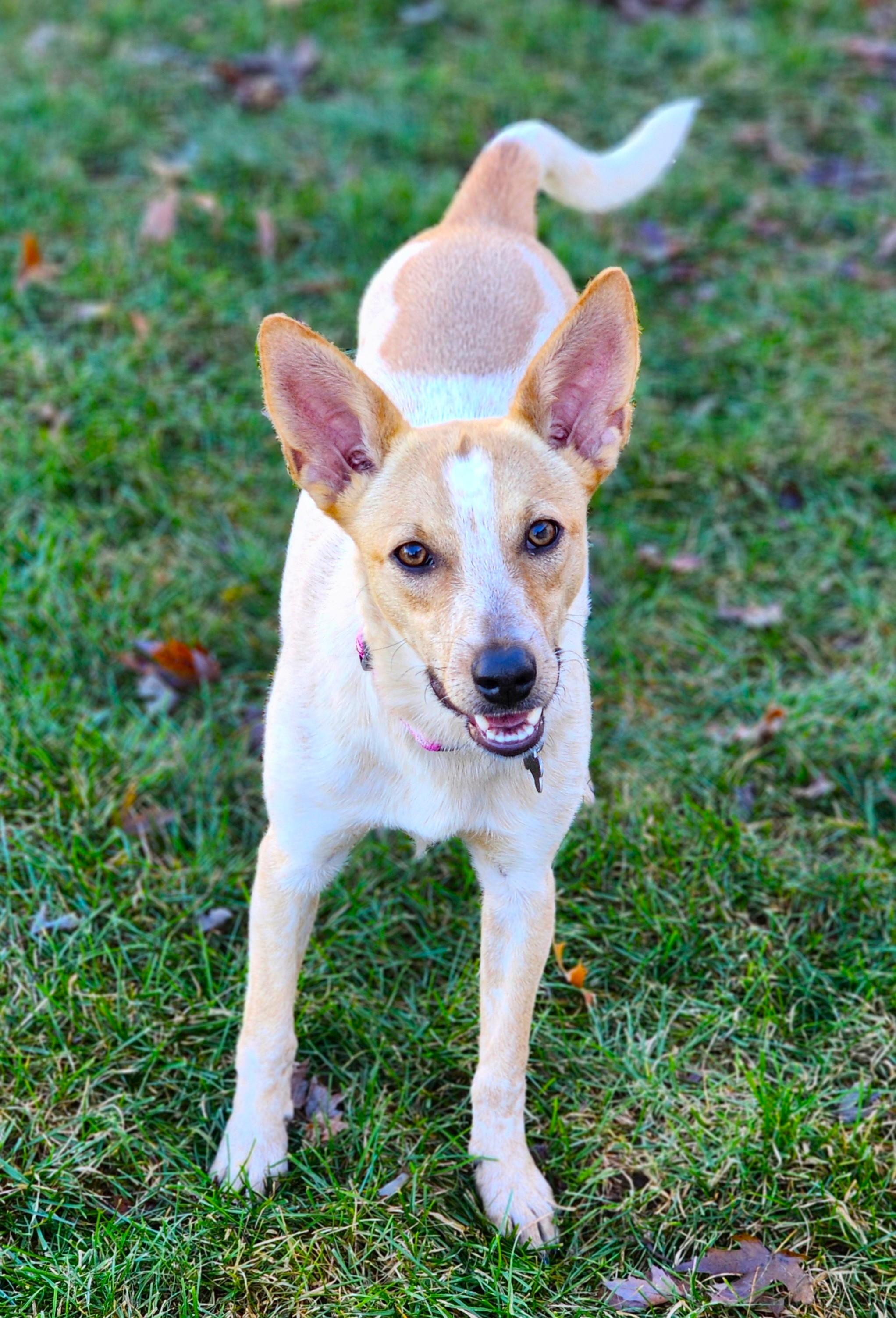 Enlarge Roux, a Adoptable mixed breed in Lisbon, IA image 5/5