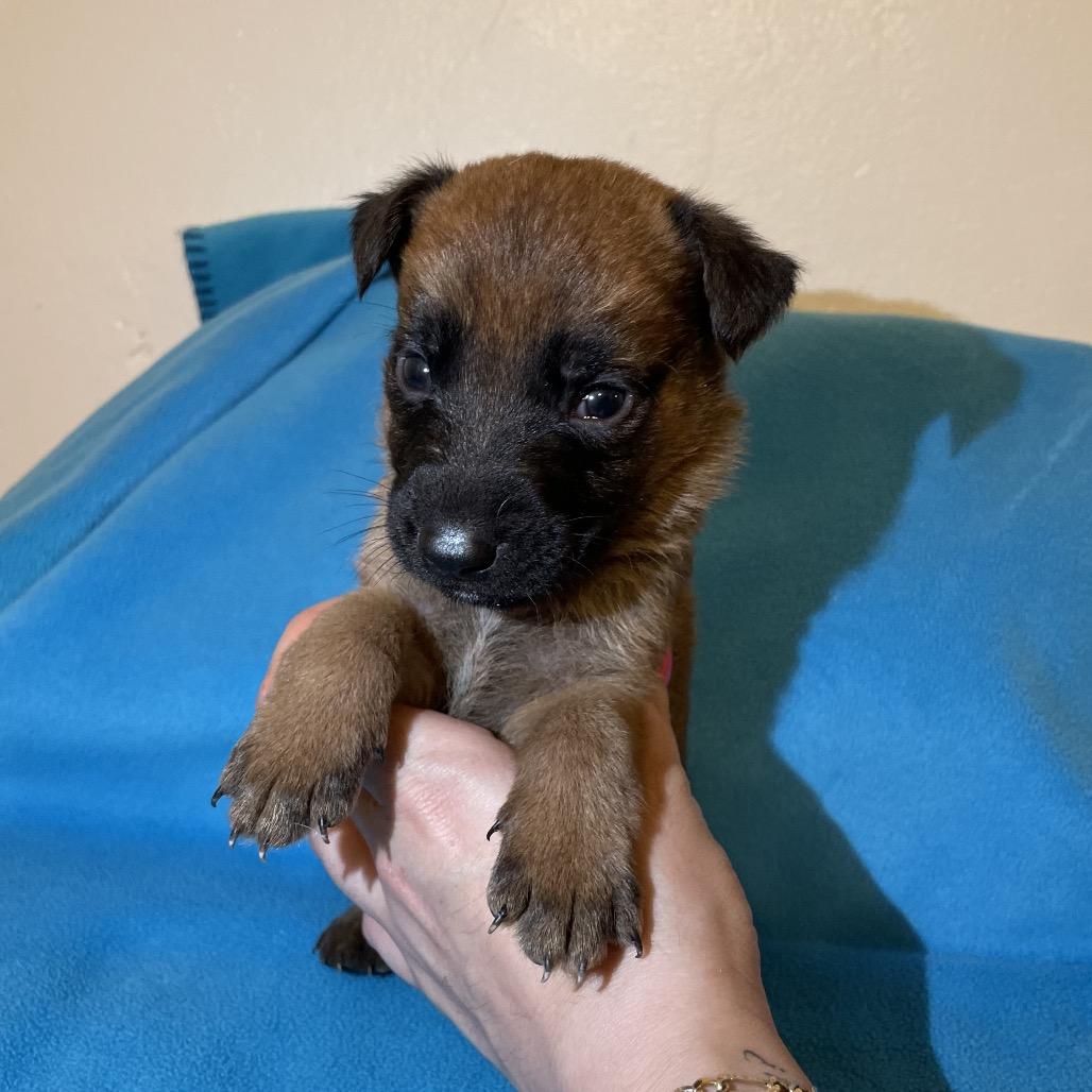 Enlarge Knox, a Adoptable mixed breed in Tucson, AZ image 1/1