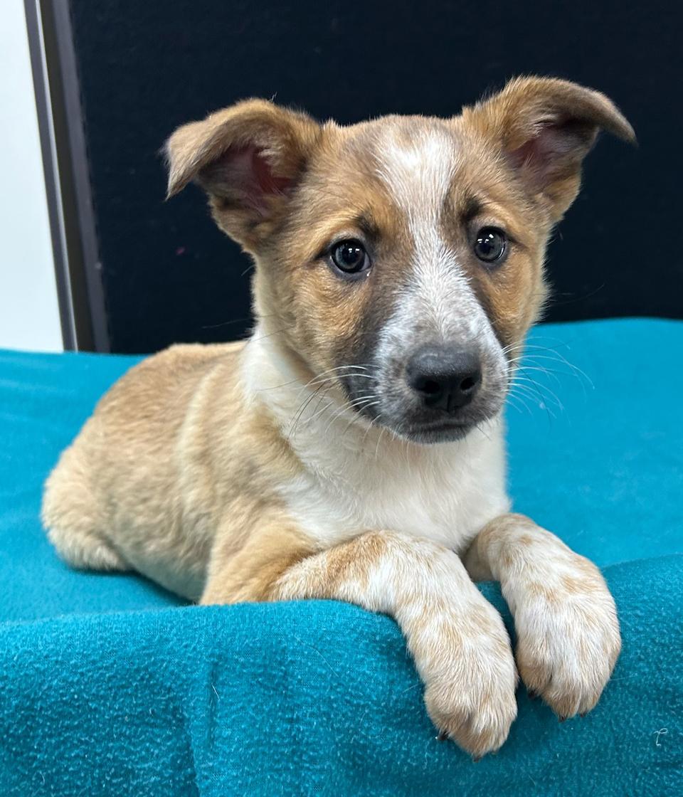 Pinkie Pie, Adoptable, Puppy Female Australian Shepherd.