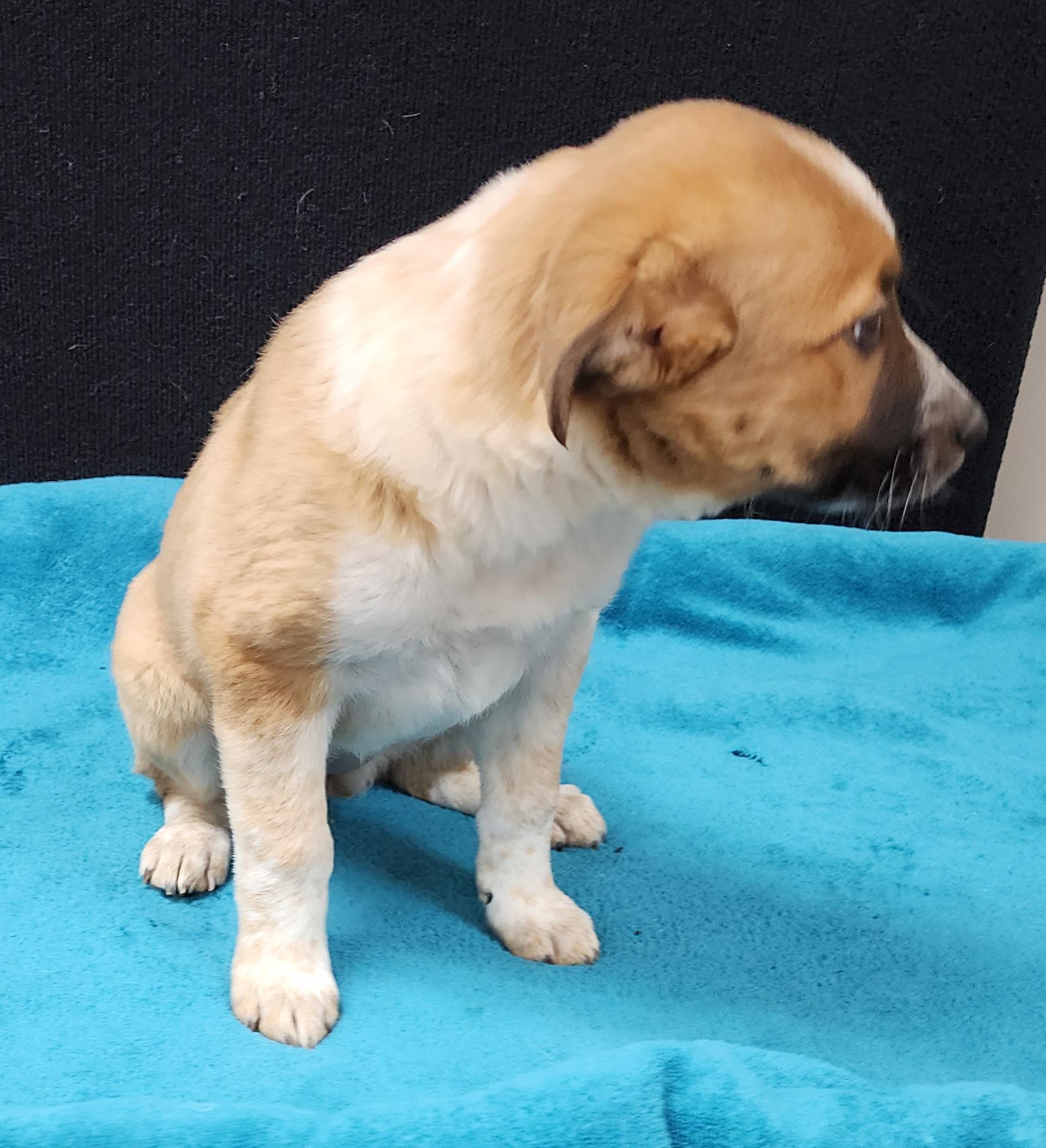 Enlarge Pinkie Pie, a Adoptable mixed breed in Neillsville, WI image 5/6