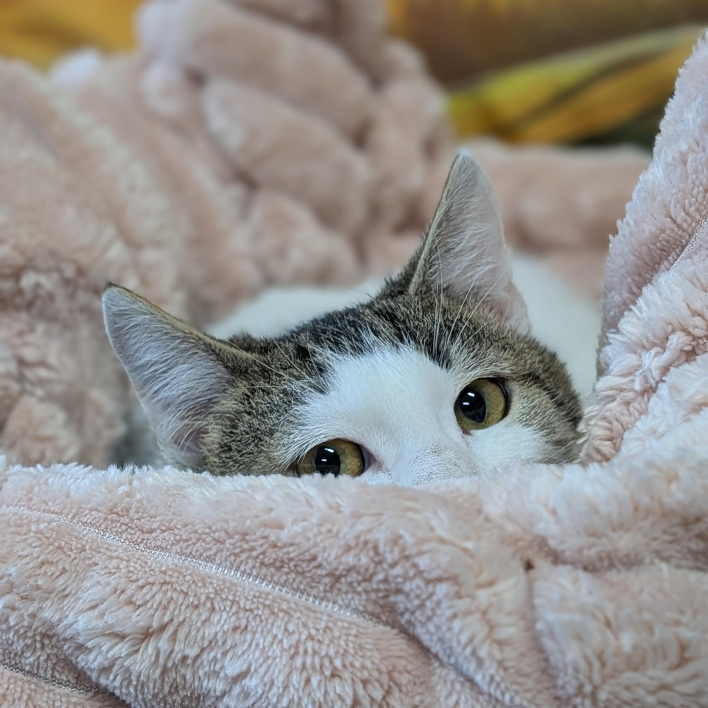 Enlarge Honeysuckle, a ADOPTABLE Domestic Short Hair in Lowell, AR image 4/5