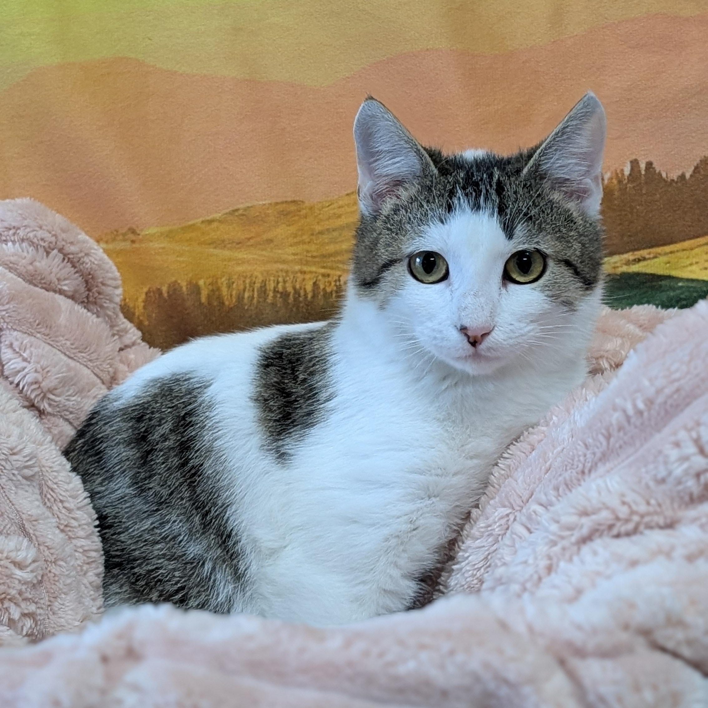 Enlarge Honeysuckle, a ADOPTABLE Domestic Short Hair in Lowell, AR image 1/5