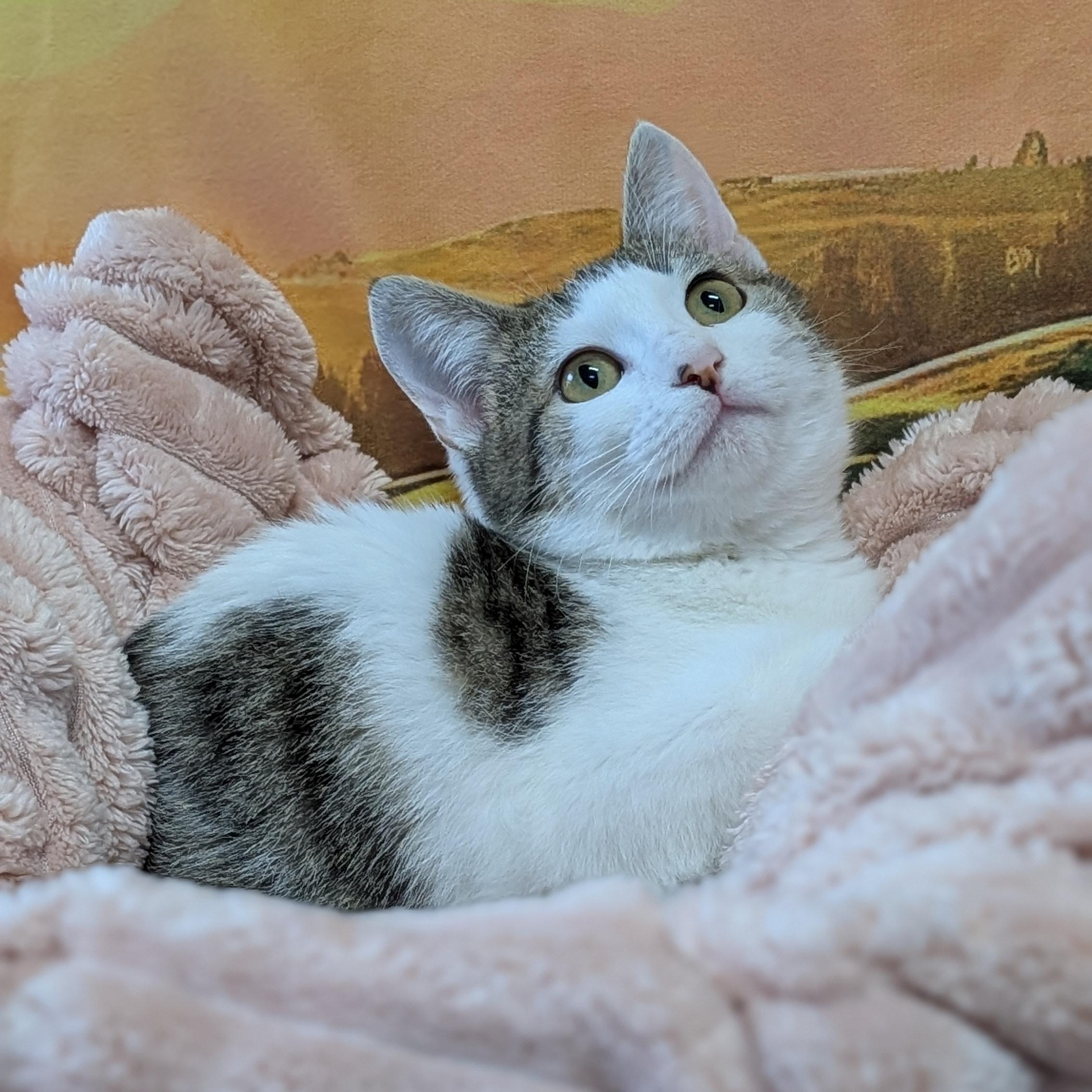 Enlarge Honeysuckle, a ADOPTABLE Domestic Short Hair in Lowell, AR image 3/5