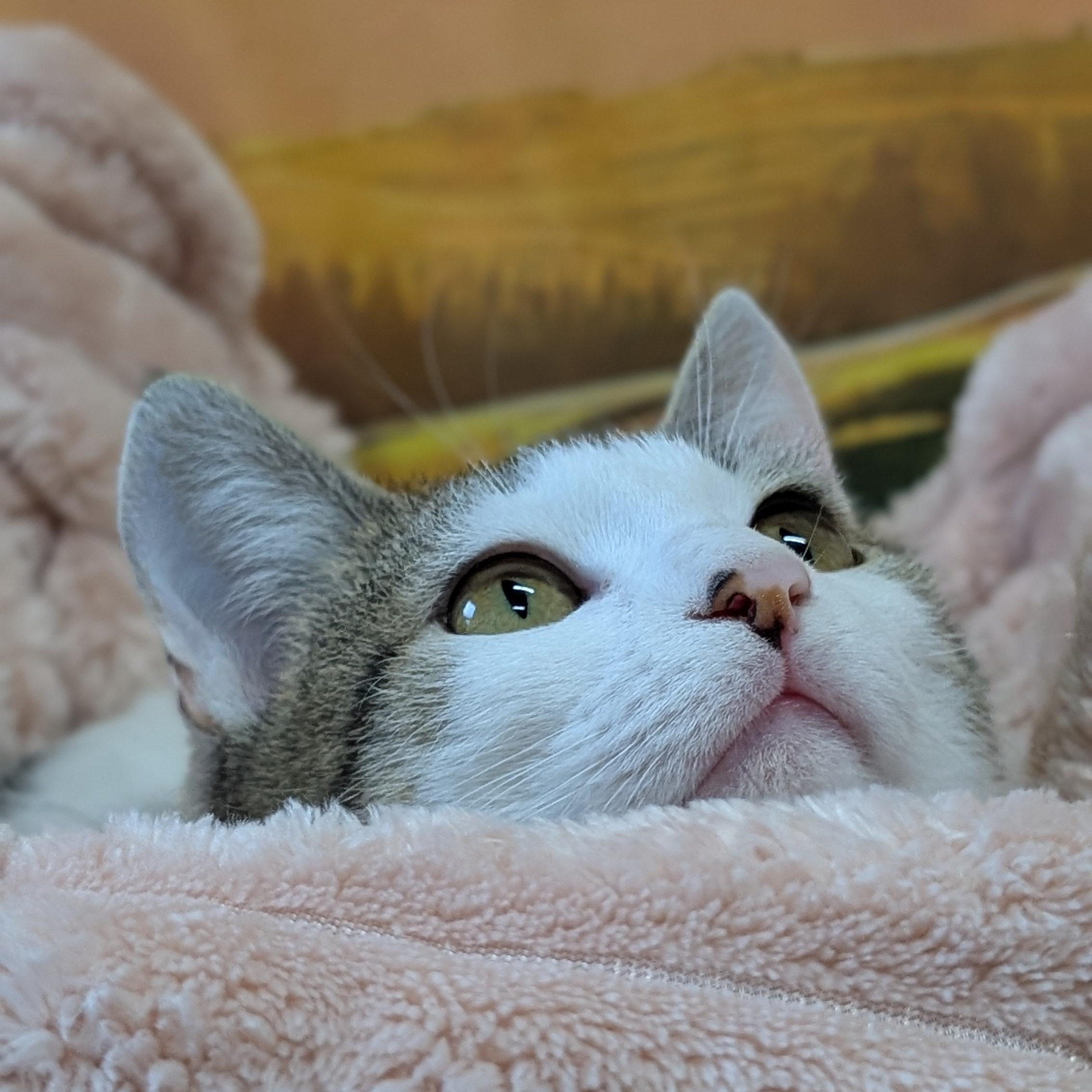 Enlarge Honeysuckle, a ADOPTABLE Domestic Short Hair in Lowell, AR image 2/5