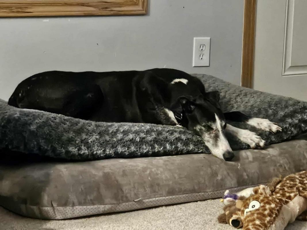 Enlarge Willa, an adoptable Greyhound in Livonia, MI image 1/1