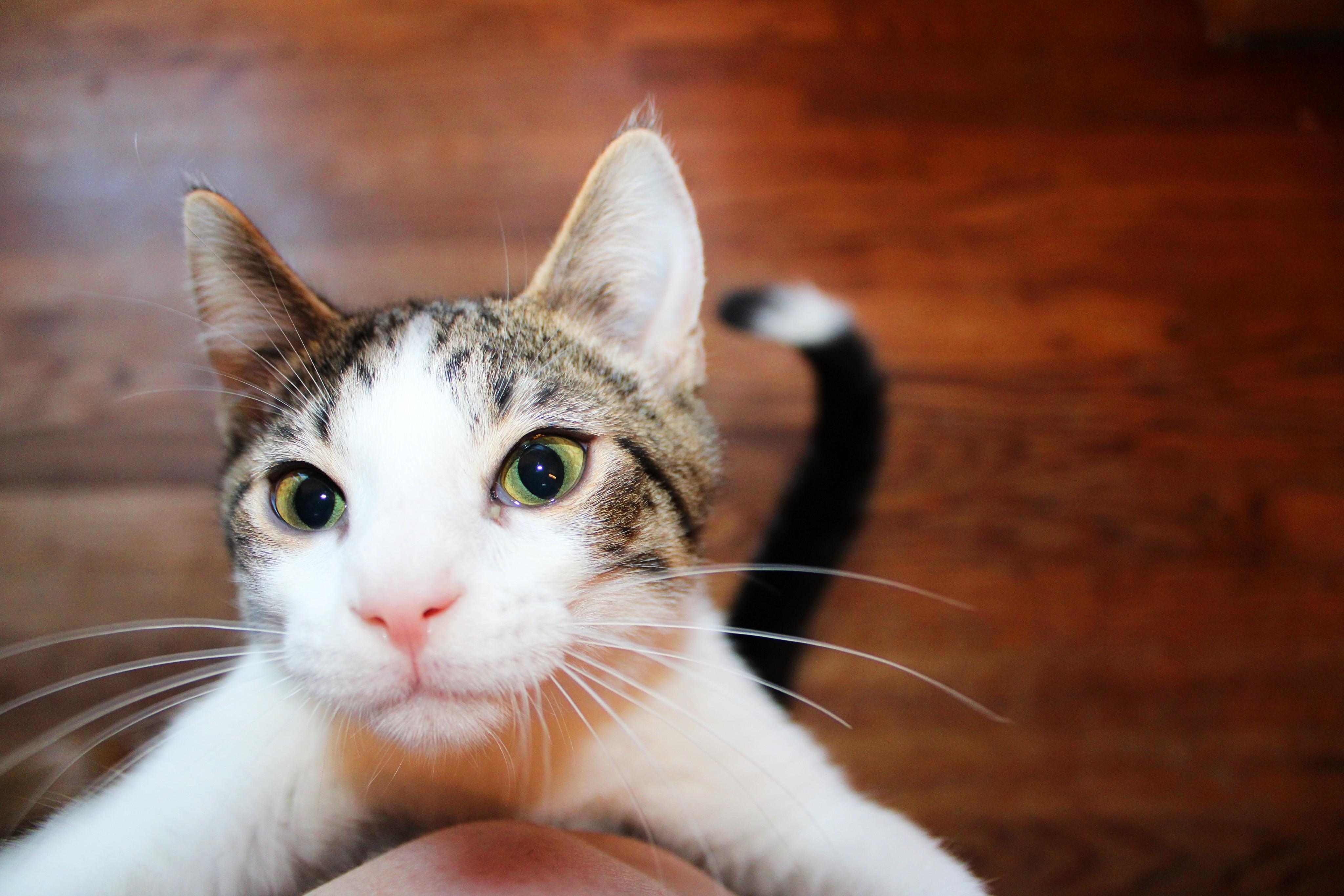 Tippy photo