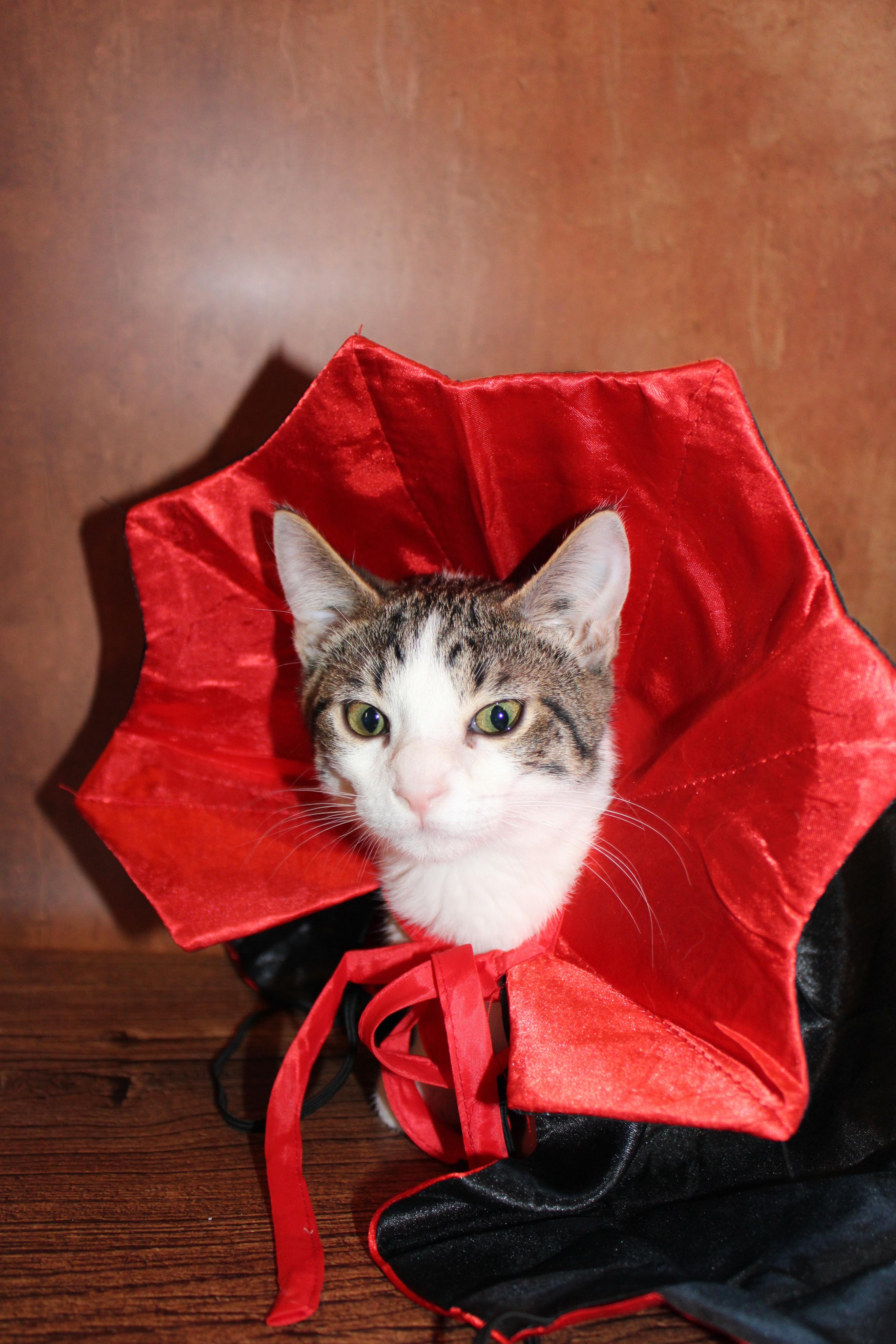 Enlarge Tippy, a Adoptable mixed breed in Lees Summit, MO image 3/6