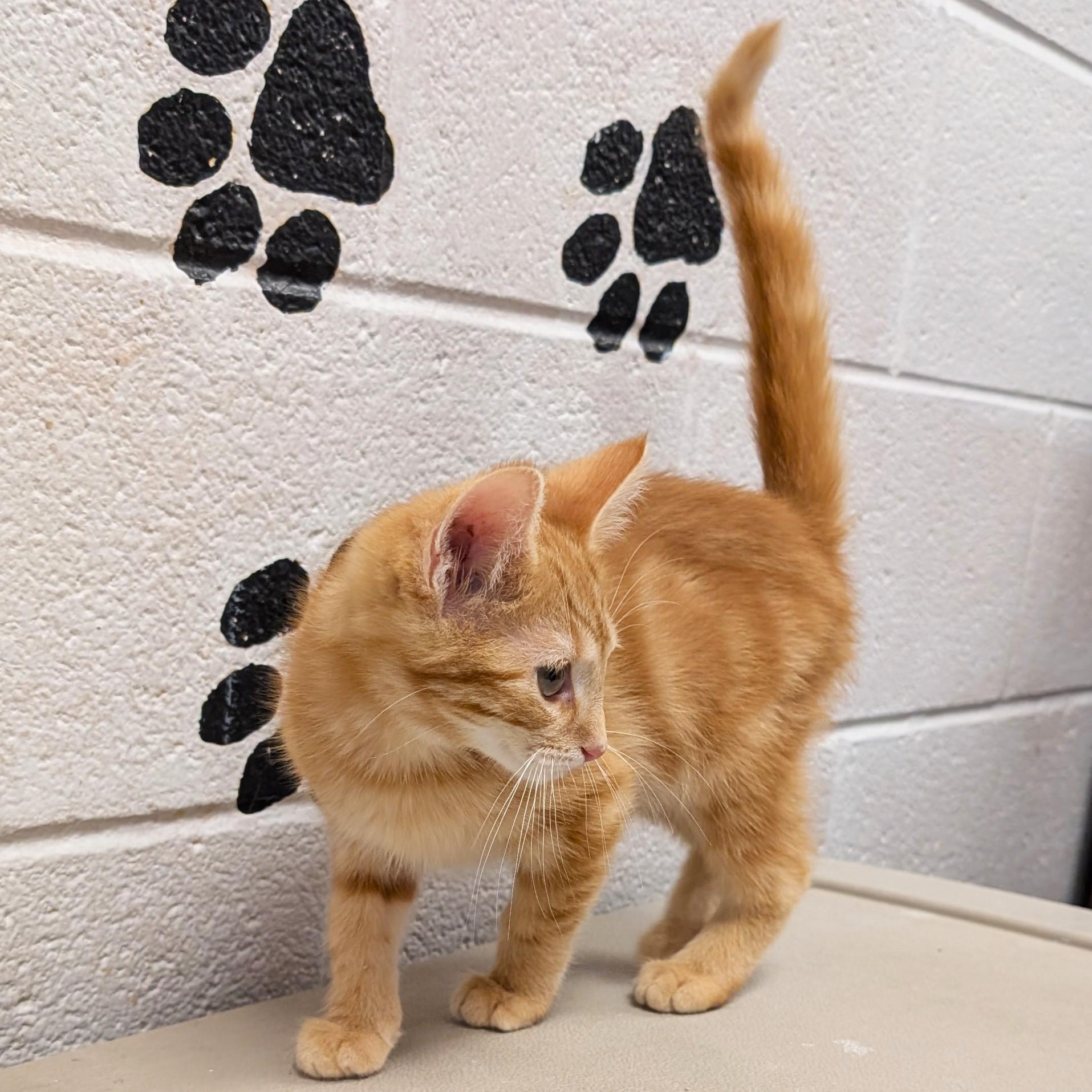 Enlarge Miller, an adopted mixed breed in Smithfield, NC image 2/3