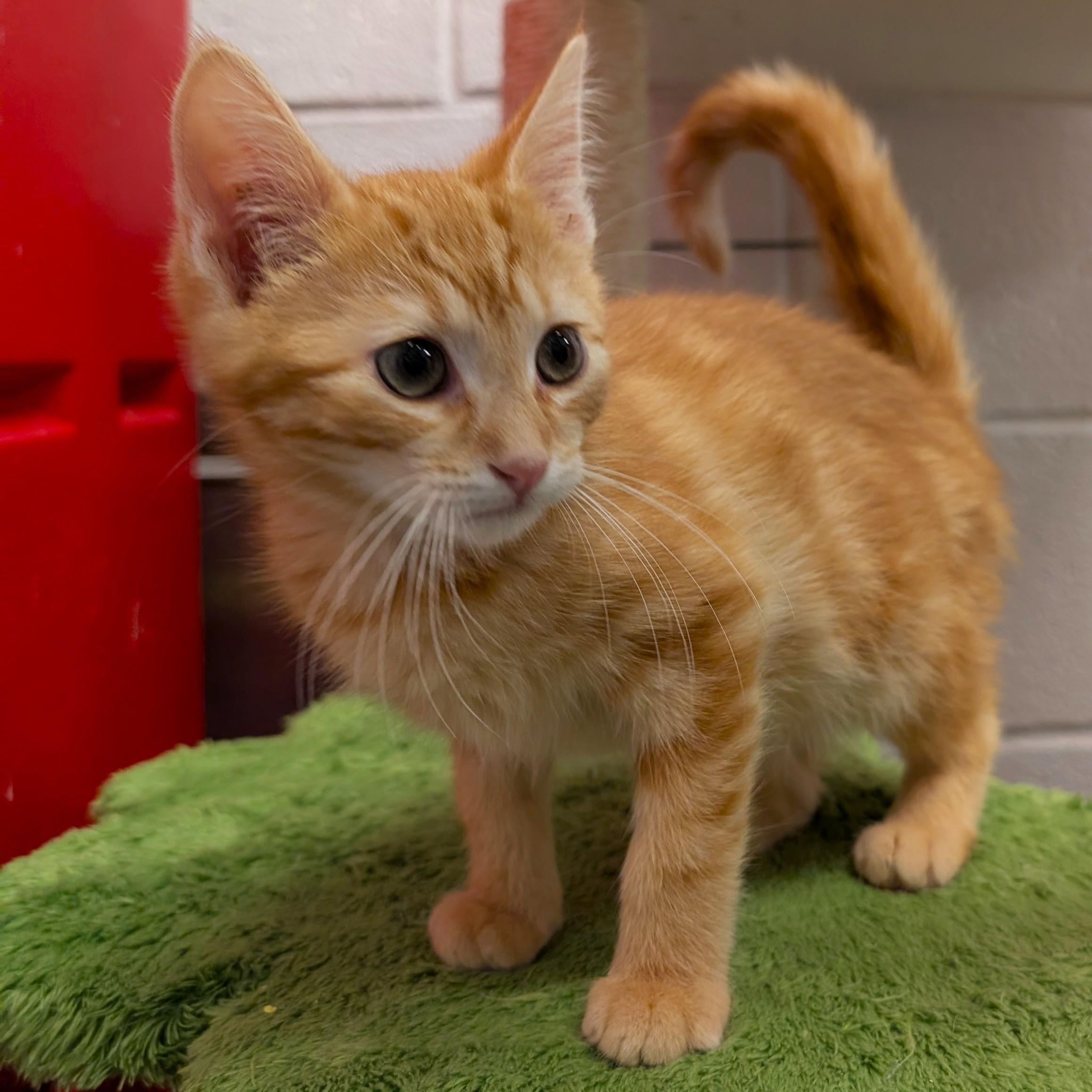 Miller, adopted, Kitten Male Tabby & Domestic Short Hair.