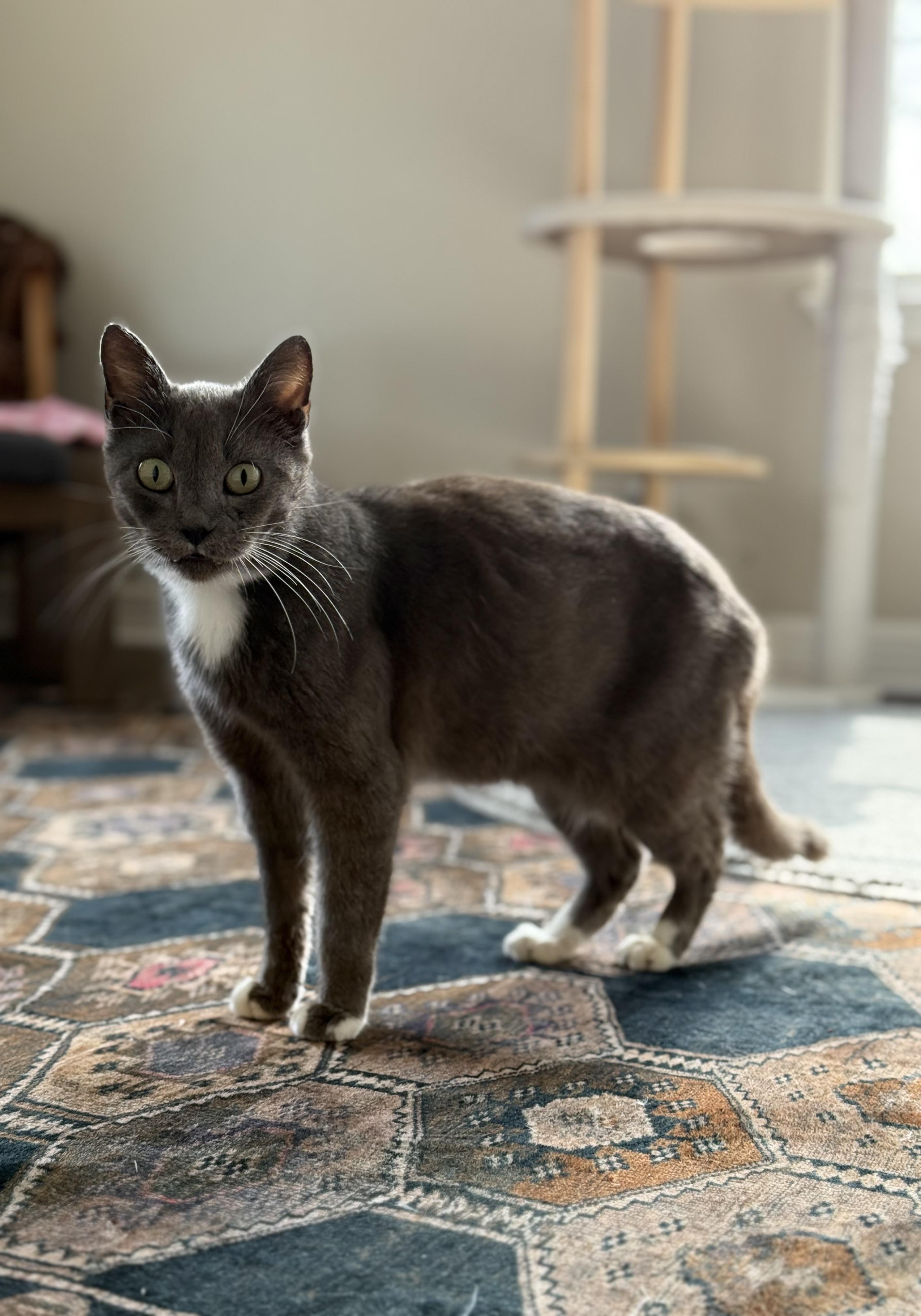 Molly — thumbnail 4