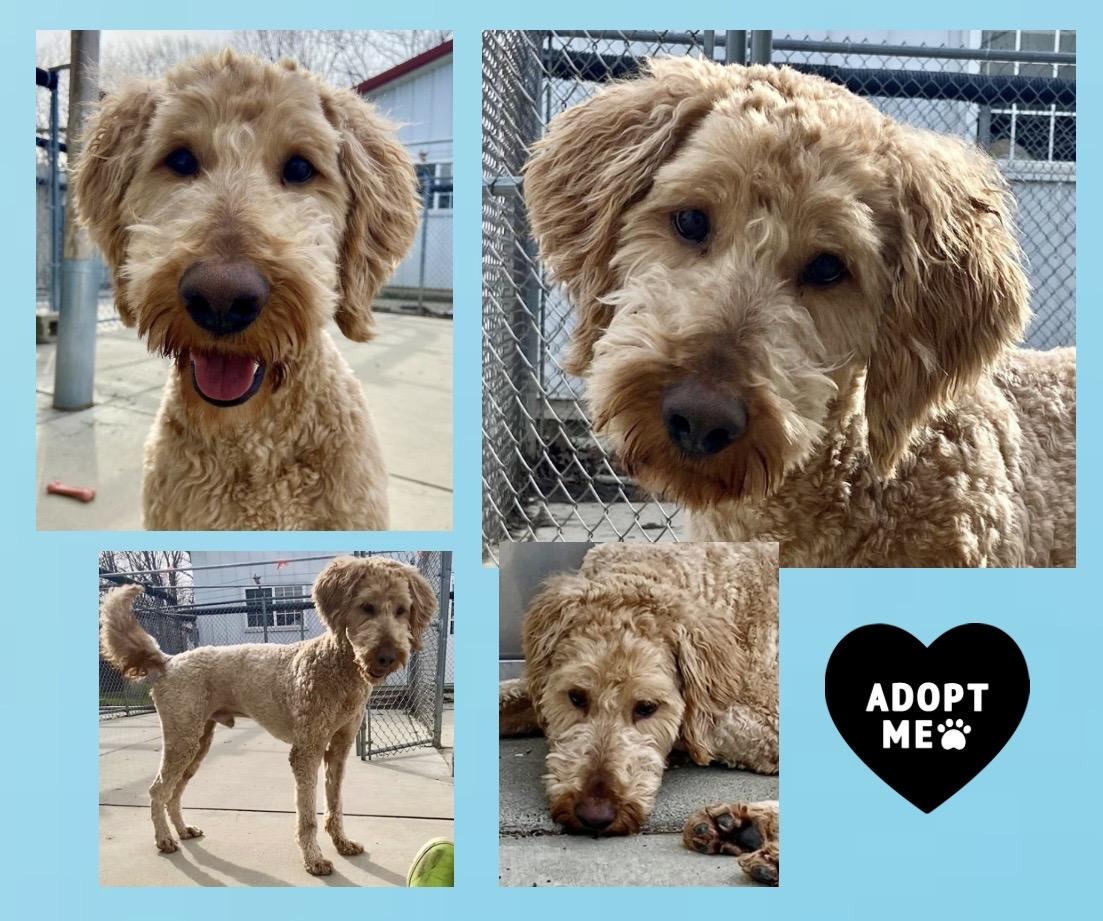 Theo, a ADOPTABLE Goldendoodle in Westfield, NY image 2/6