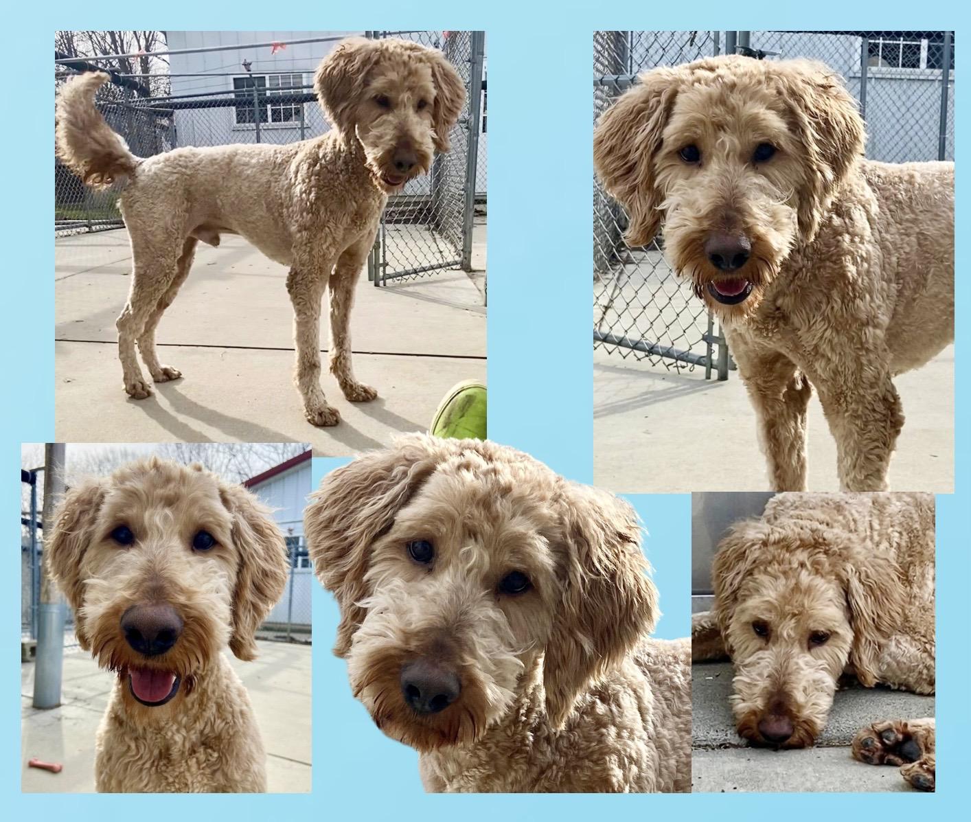 Theo, a ADOPTABLE Goldendoodle in Westfield, NY image 4/6