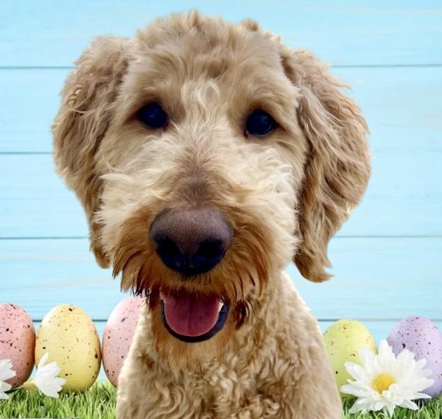 Theo, a ADOPTABLE Goldendoodle in Westfield, NY image 5/6