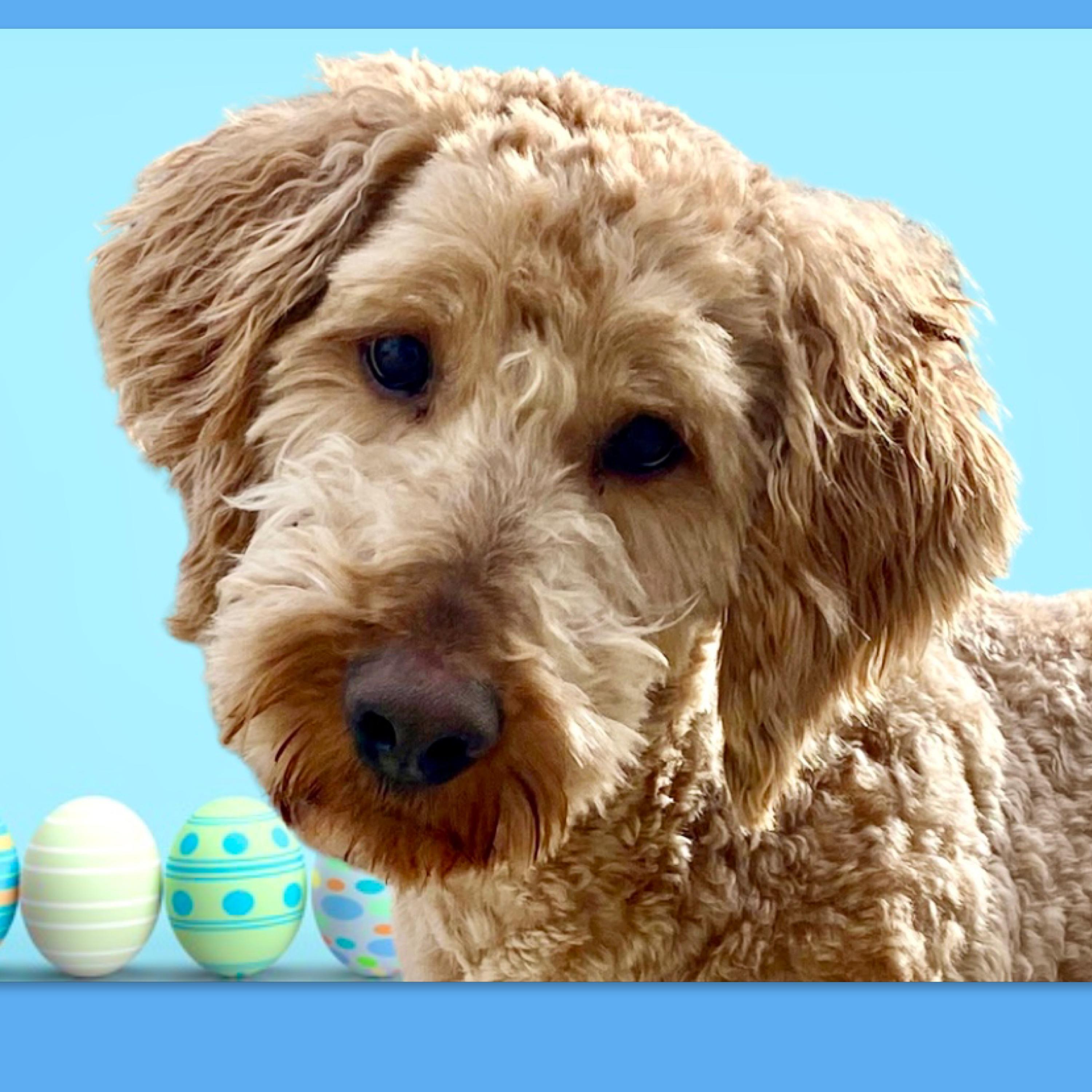 Theo, a ADOPTABLE Goldendoodle in Westfield, NY image 1/6