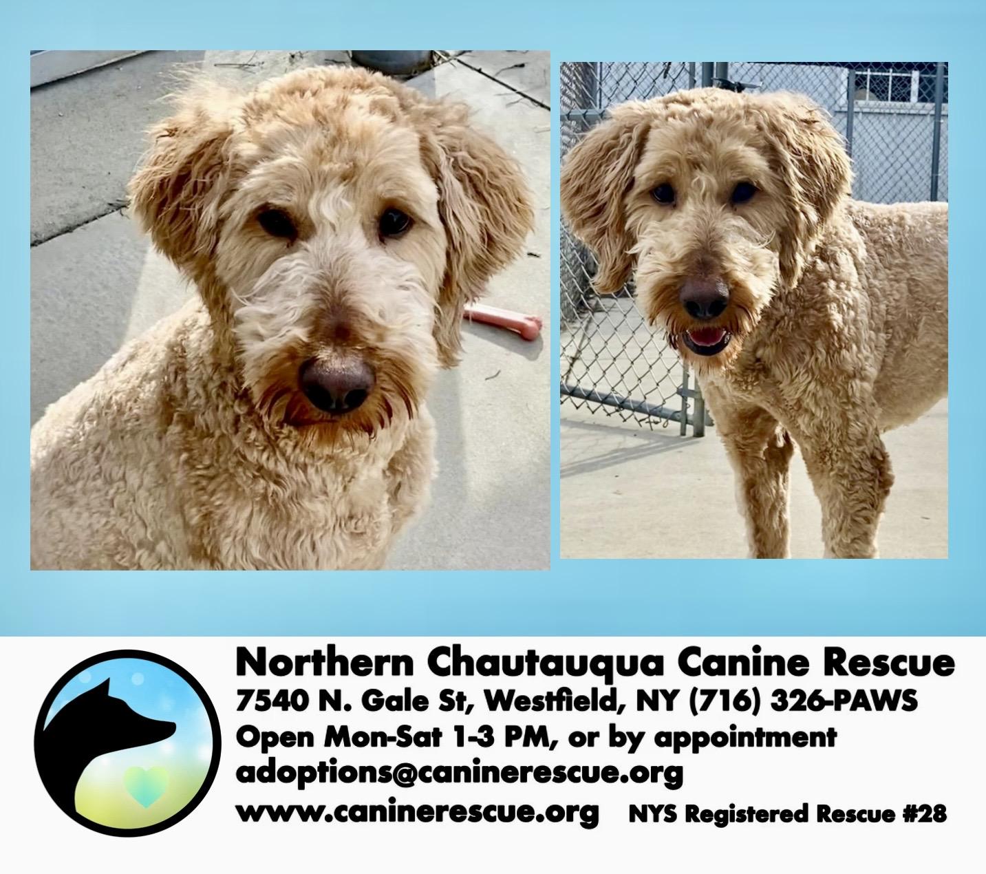 Theo, a ADOPTABLE Goldendoodle in Westfield, NY image 3/6