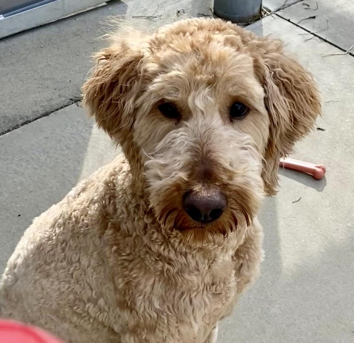 Theo, a ADOPTABLE Goldendoodle in Westfield, NY image 6/6