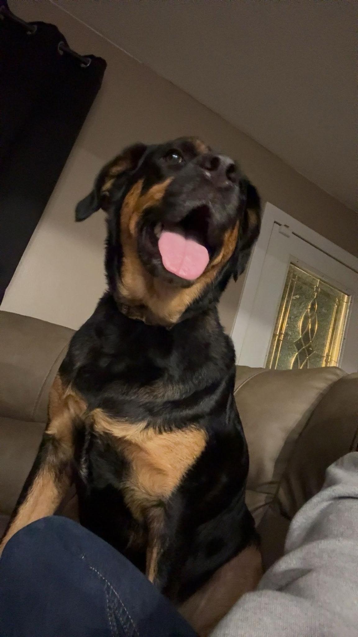 Phoenix, Adoptable, Adult Female Mixed Breed.