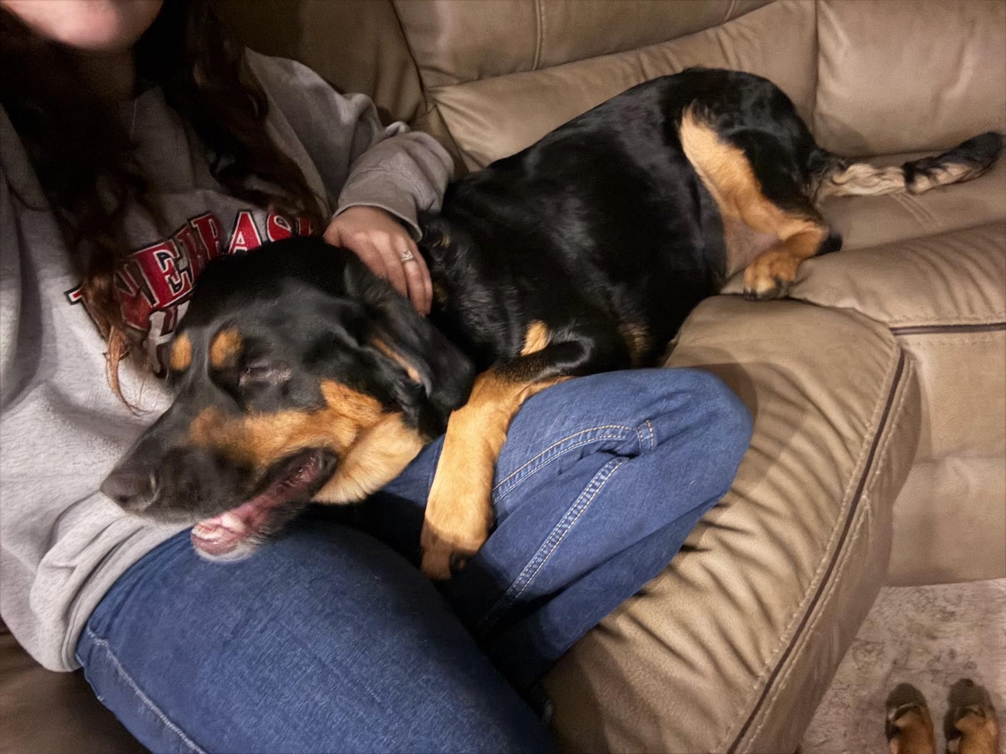 Enlarge Phoenix, a Adoptable mixed breed in Blair, NE image 2/5