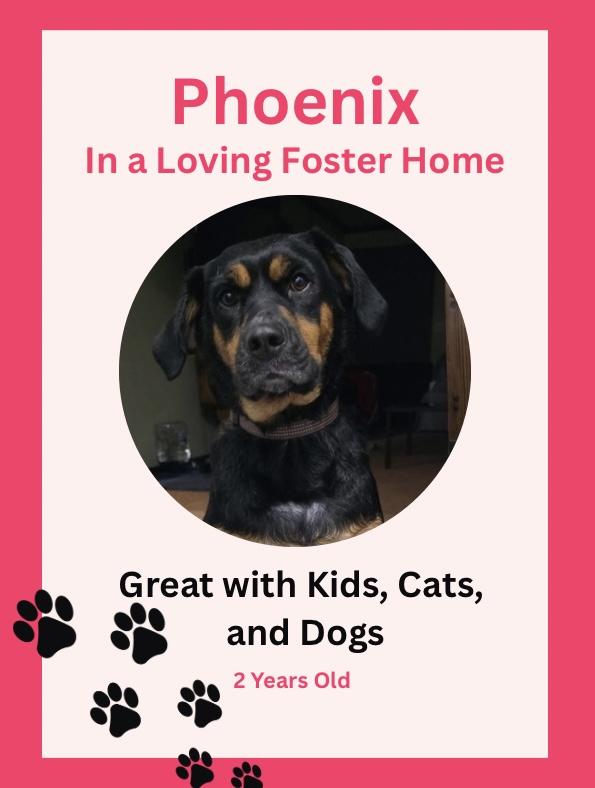 Enlarge Phoenix, a Adoptable mixed breed in Blair, NE image 3/5