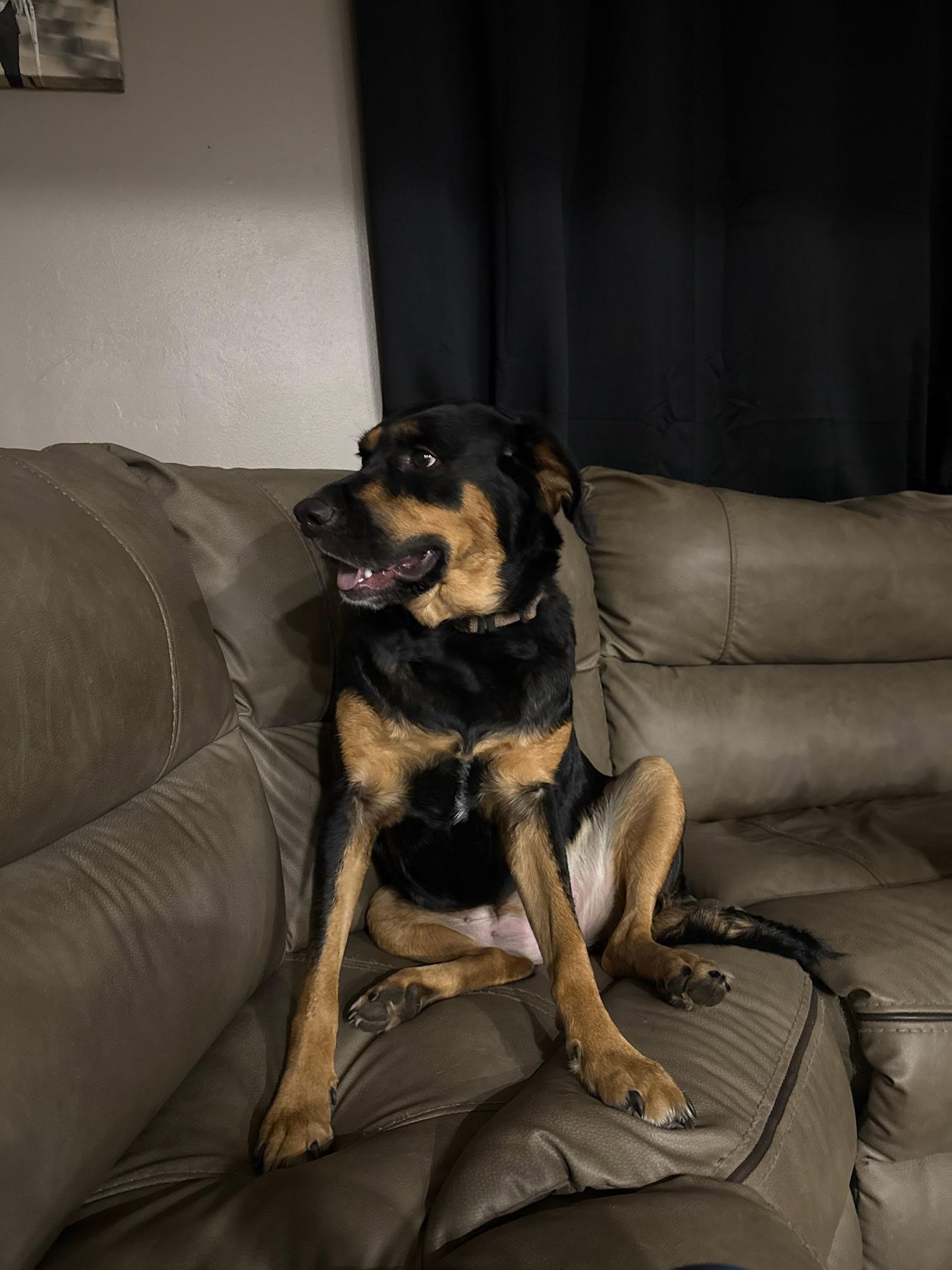 Enlarge Phoenix, a Adoptable mixed breed in Blair, NE image 4/5