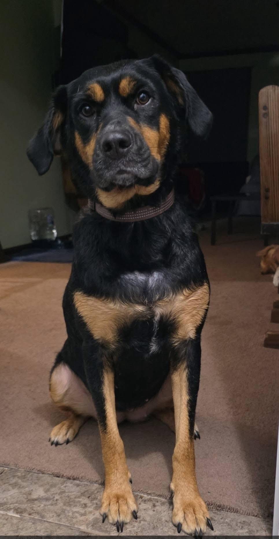 Enlarge Phoenix, a Adoptable mixed breed in Blair, NE image 5/5