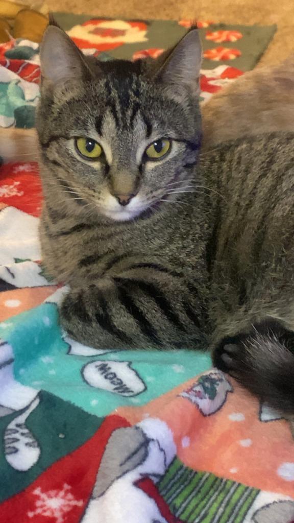 Mel, Adoptable, Young Female Domestic Short Hair.