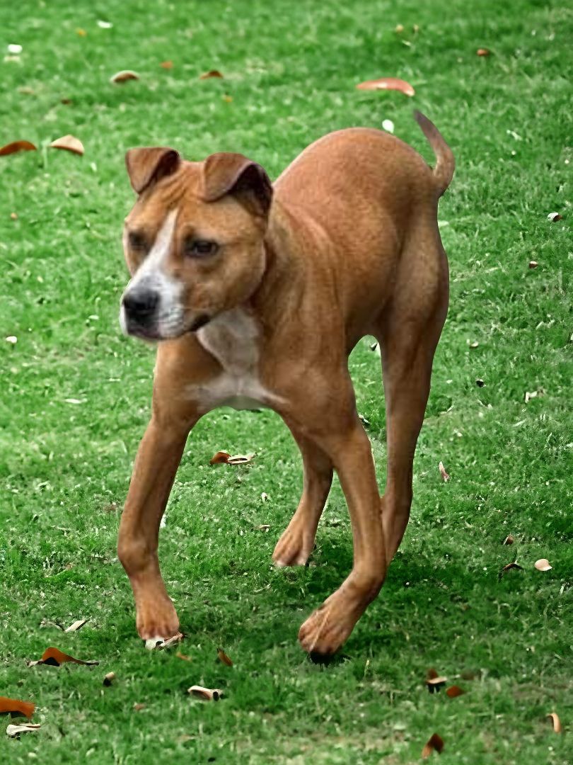 Bo Ricky, an adoptable American Staffordshire Terrier in Ravenna, KY, 40472 | Photo Image 5