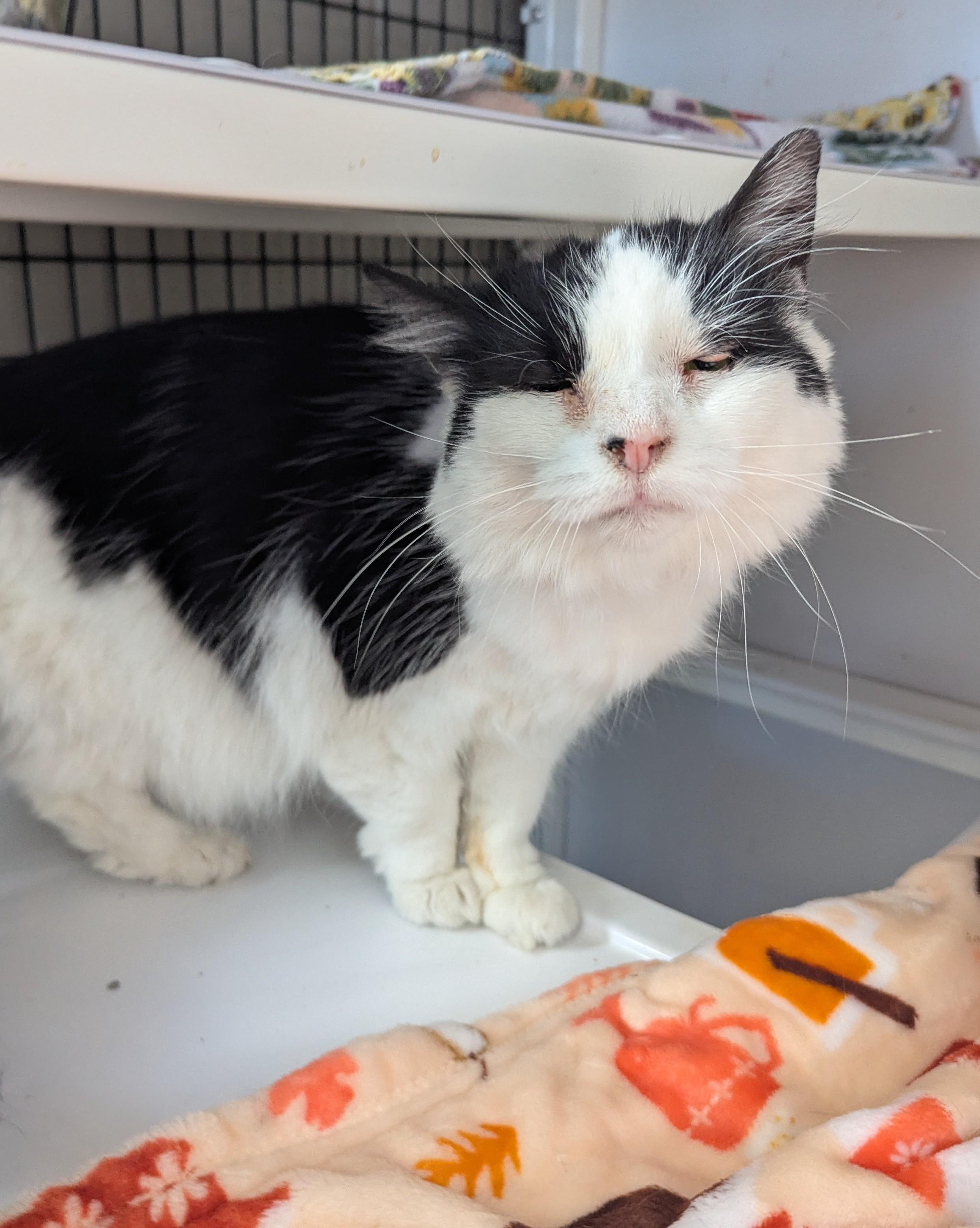 Lily (Adoption Sponsored), a Adoptable Domestic Medium Hair in Oconto, WI image 3/5