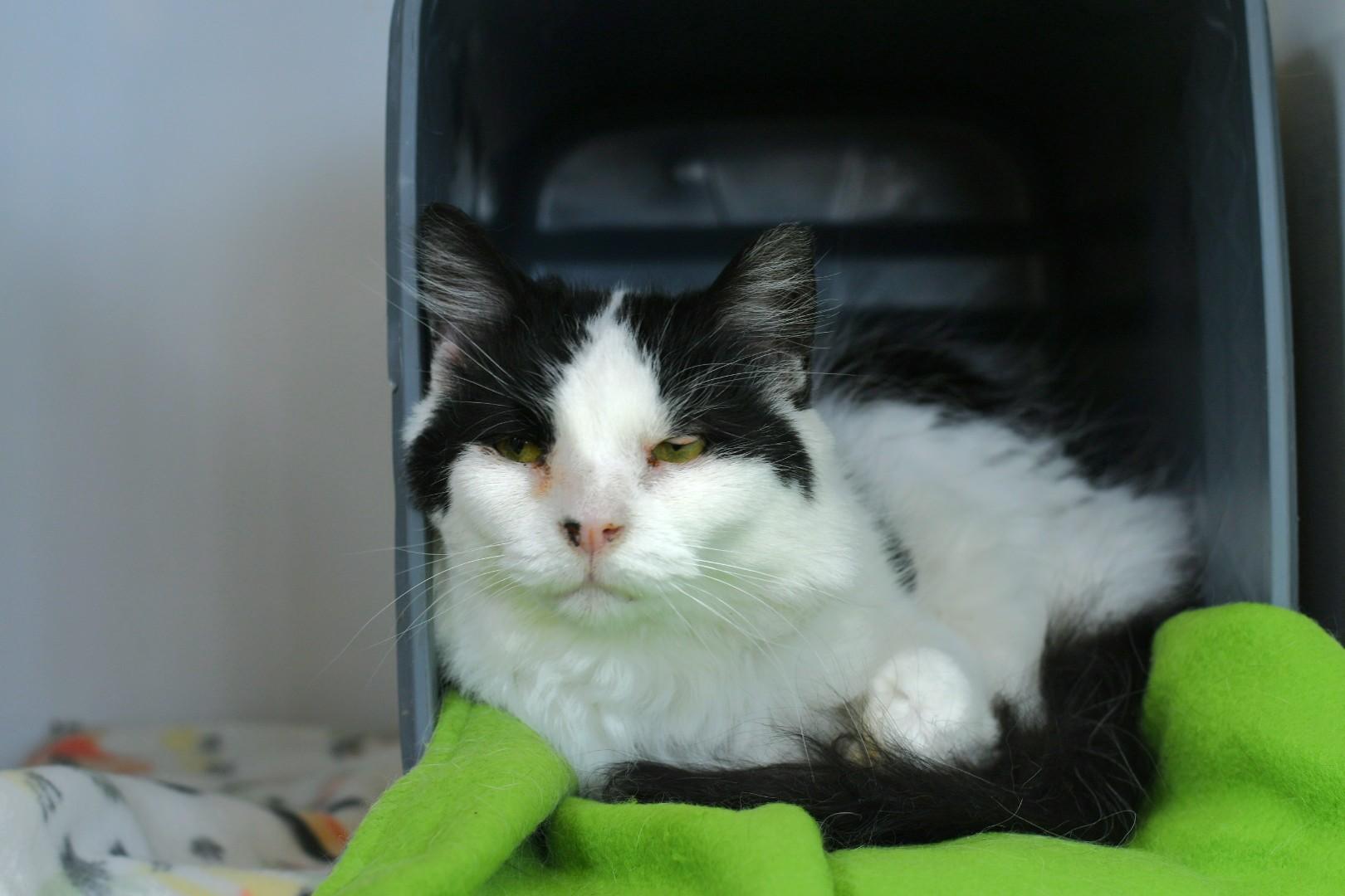 Lily (Adoption Sponsored), an adoptable Domestic Medium Hair in Oconto, WI, 54153 | Photo Image 4