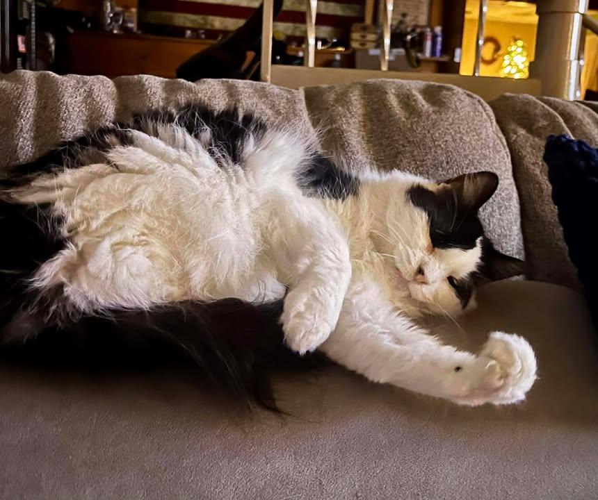 Enlarge Lily (Adoption Sponsored), an adoptable Domestic Medium Hair in Oconto, WI image 5/6