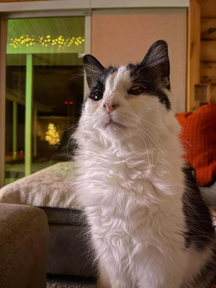 Enlarge Lily (Adoption Sponsored) (At Foster), an adoptable Domestic Medium Hair in Oconto, WI image 2/5
