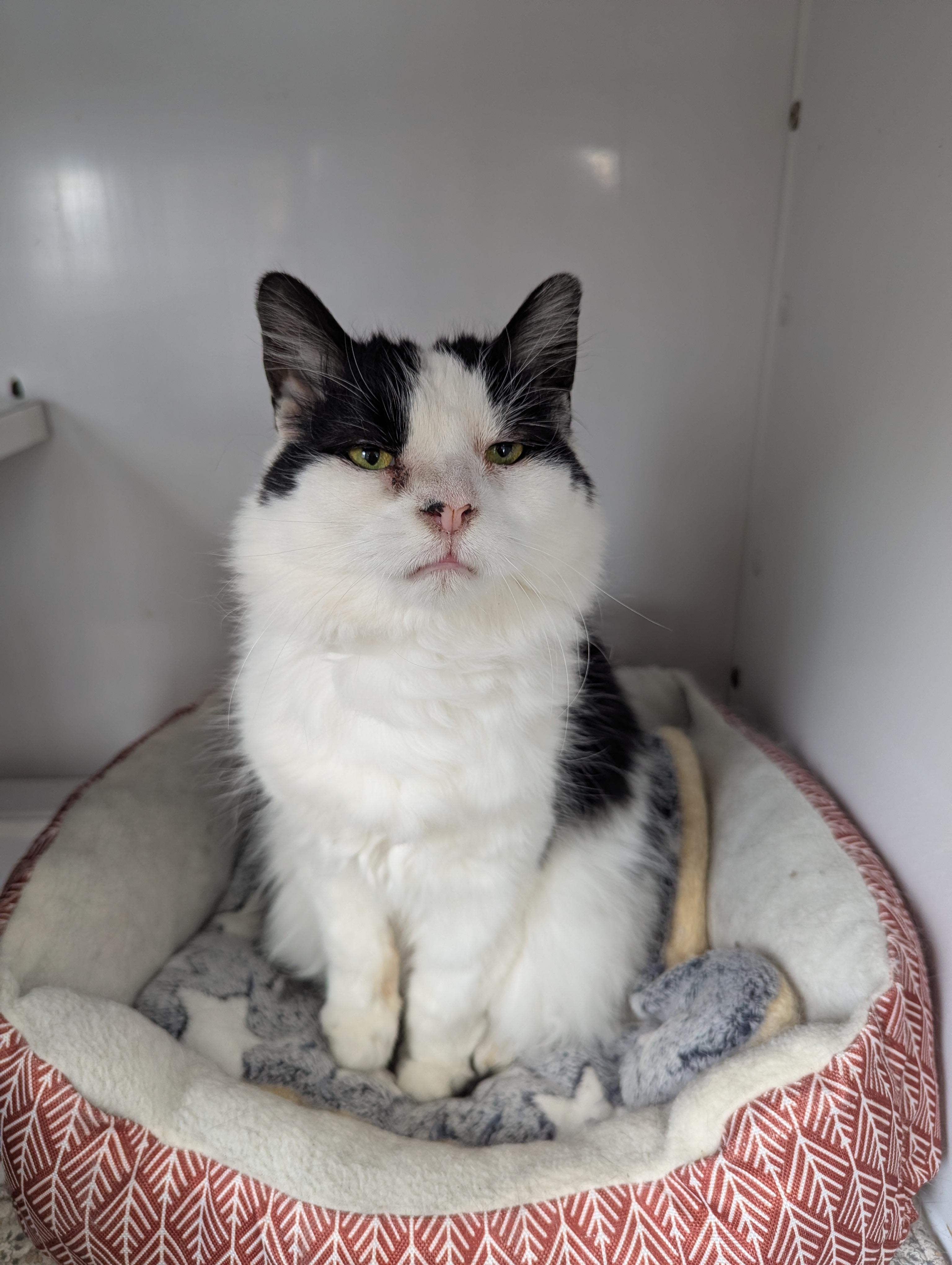 Enlarge Lily (Adoption Sponsored), an adopted Domestic Medium Hair in Oconto, WI image 6/6