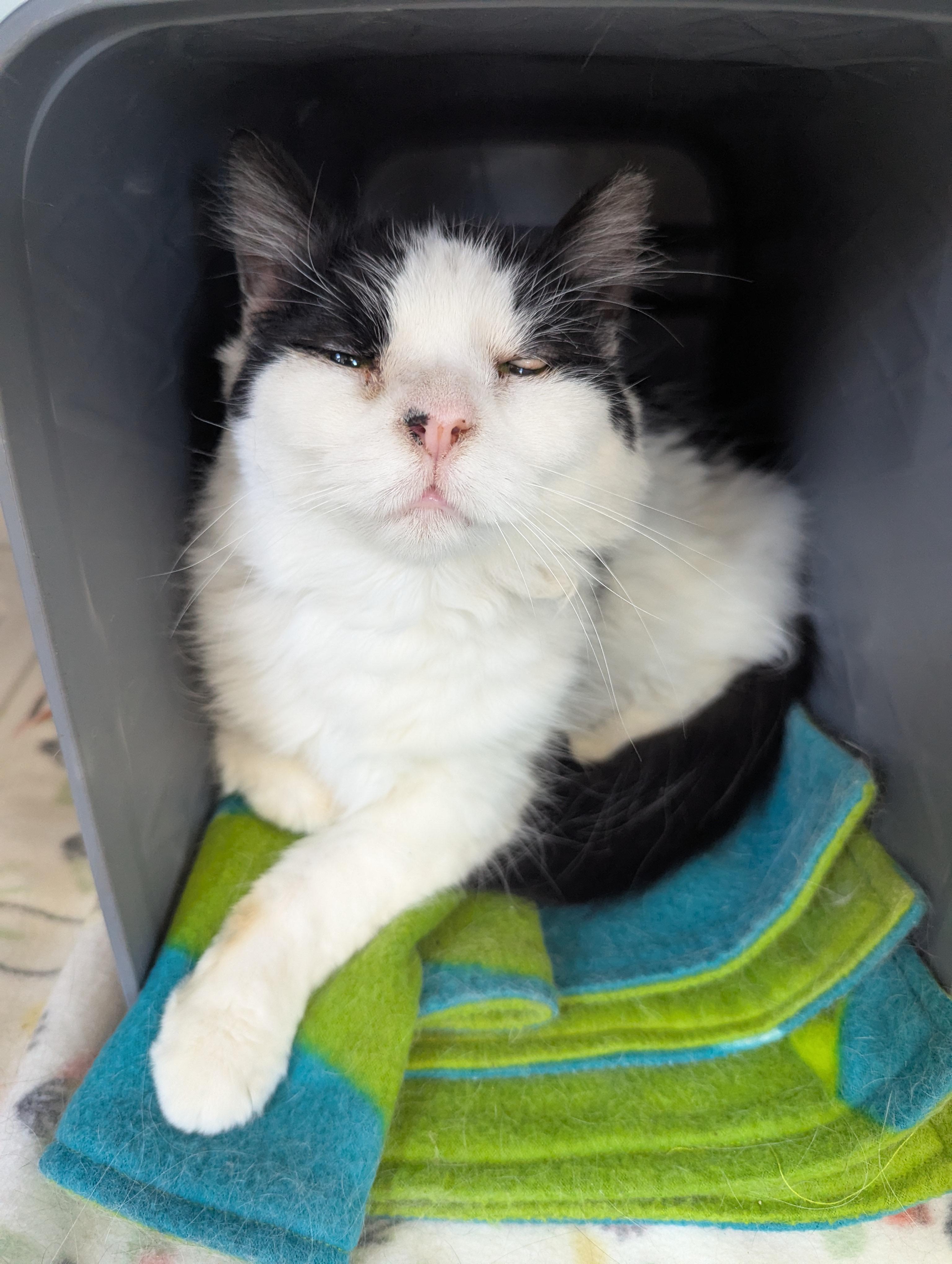 Lily (Adoption Sponsored), a Adoptable Domestic Medium Hair in Oconto, WI image 1/5