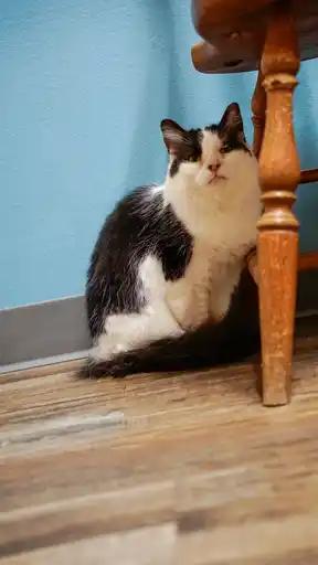 Lily (Adoption Sponsored), a Adoptable Domestic Medium Hair in Oconto, WI image 4/5