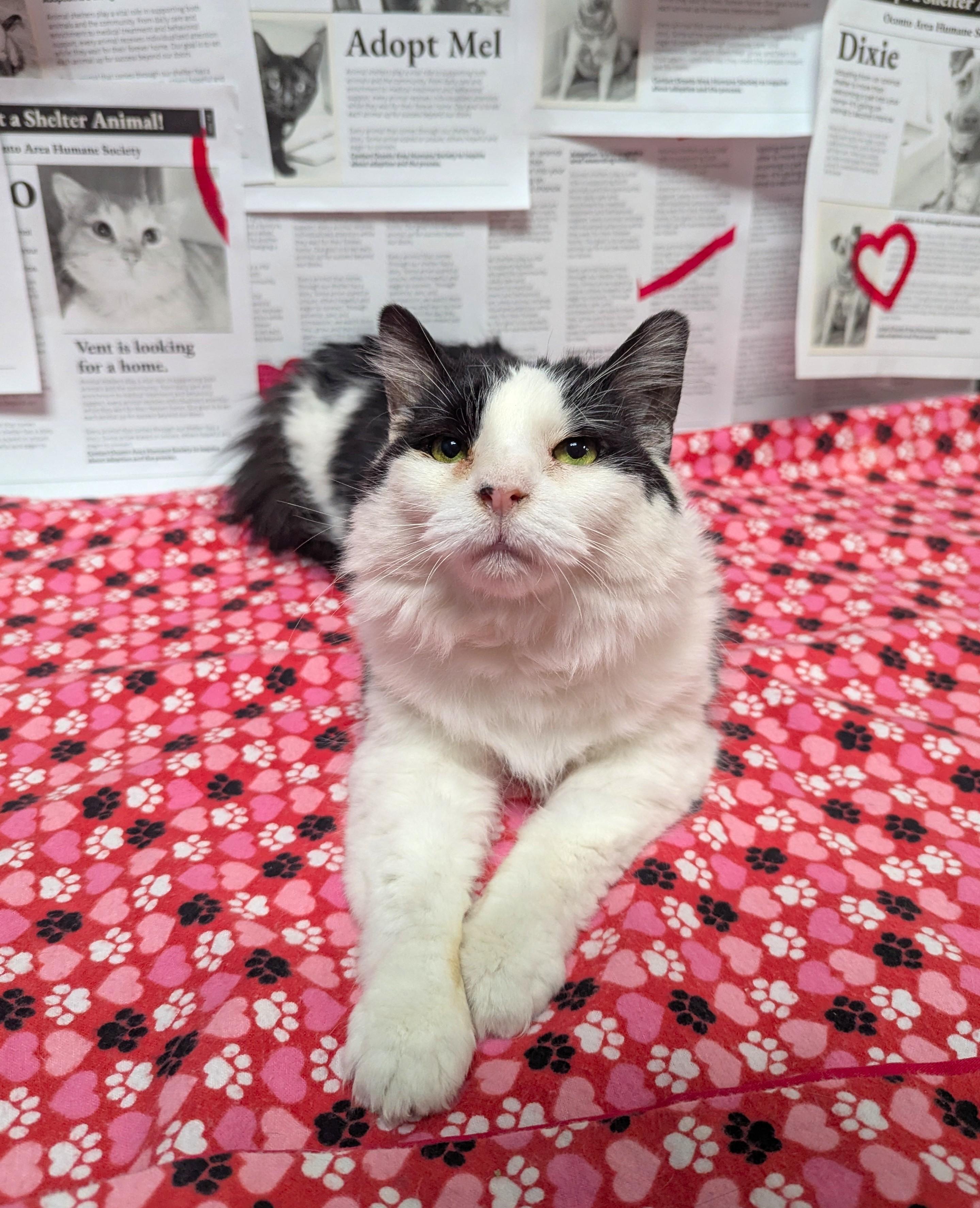 Lily (Adoption Sponsored), adoptable, Senior Female Domestic Medium Hair.