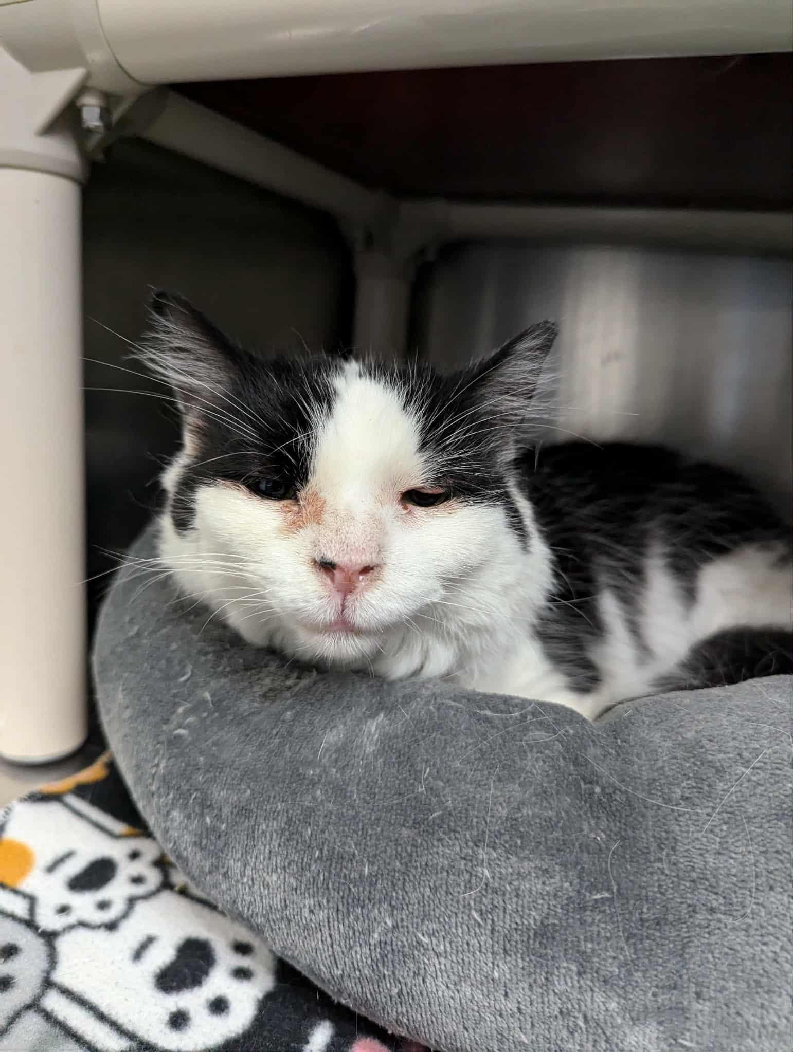 Lily (Adoption Sponsored), a Adoptable Domestic Medium Hair in Oconto, WI image 5/5