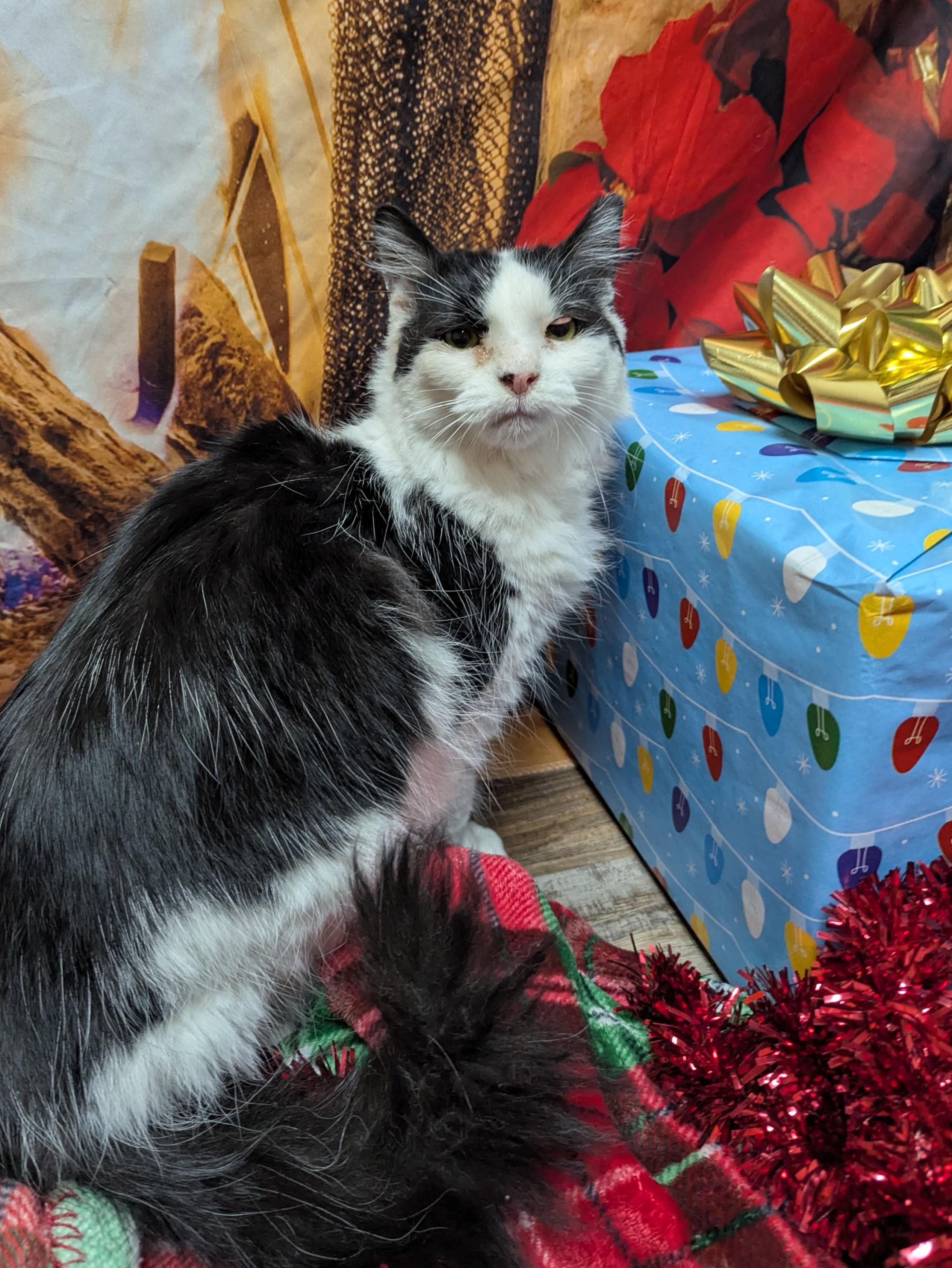 Lily (Adoption Sponsored) (Being Fostered), adoptable, Senior Female Domestic Medium Hair.