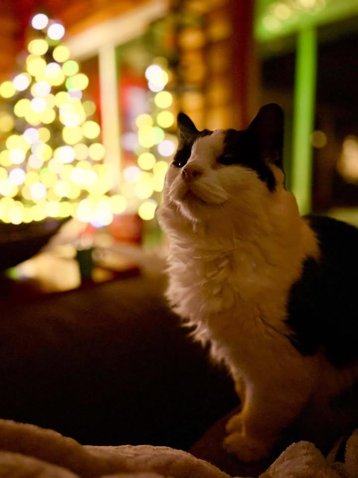 Enlarge Lily (Adoption Sponsored) (At Foster), an adoptable Domestic Medium Hair in Oconto, WI image 3/5